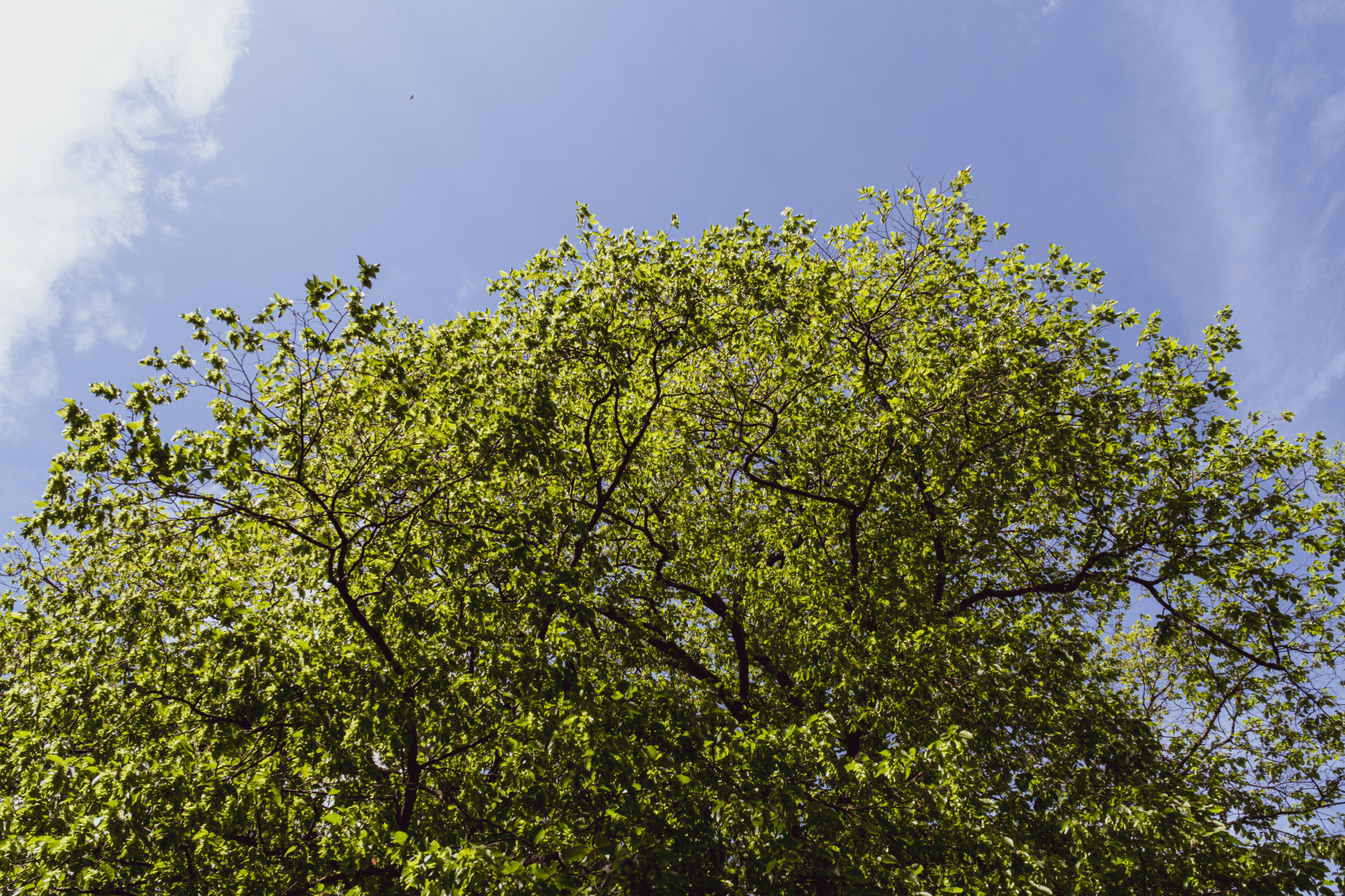 Common Hornbeam (Carpinus betulus) Canopy, Wuppertal