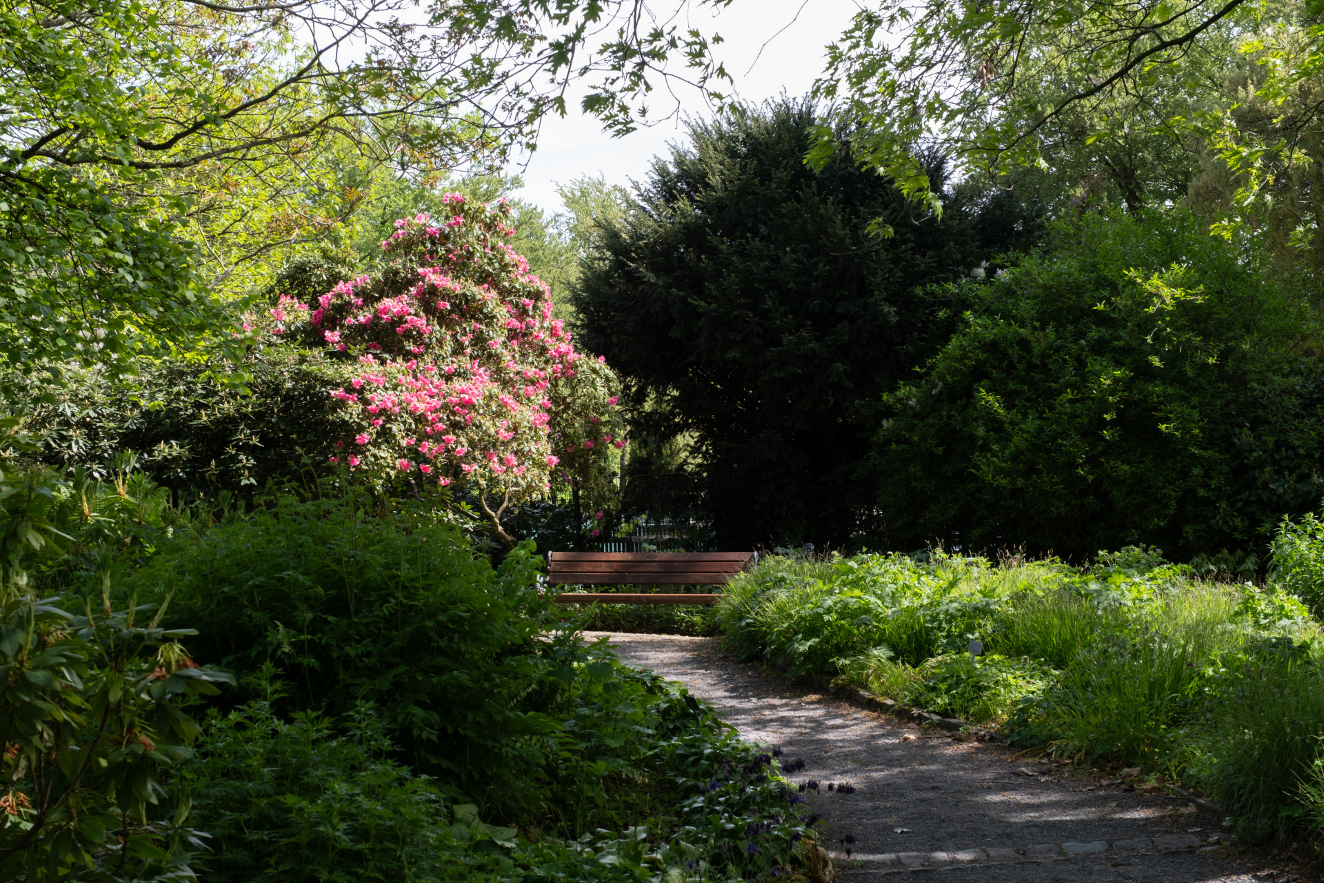 Rhododendron (Rhododendron spp.) in Wuppertal Garden
