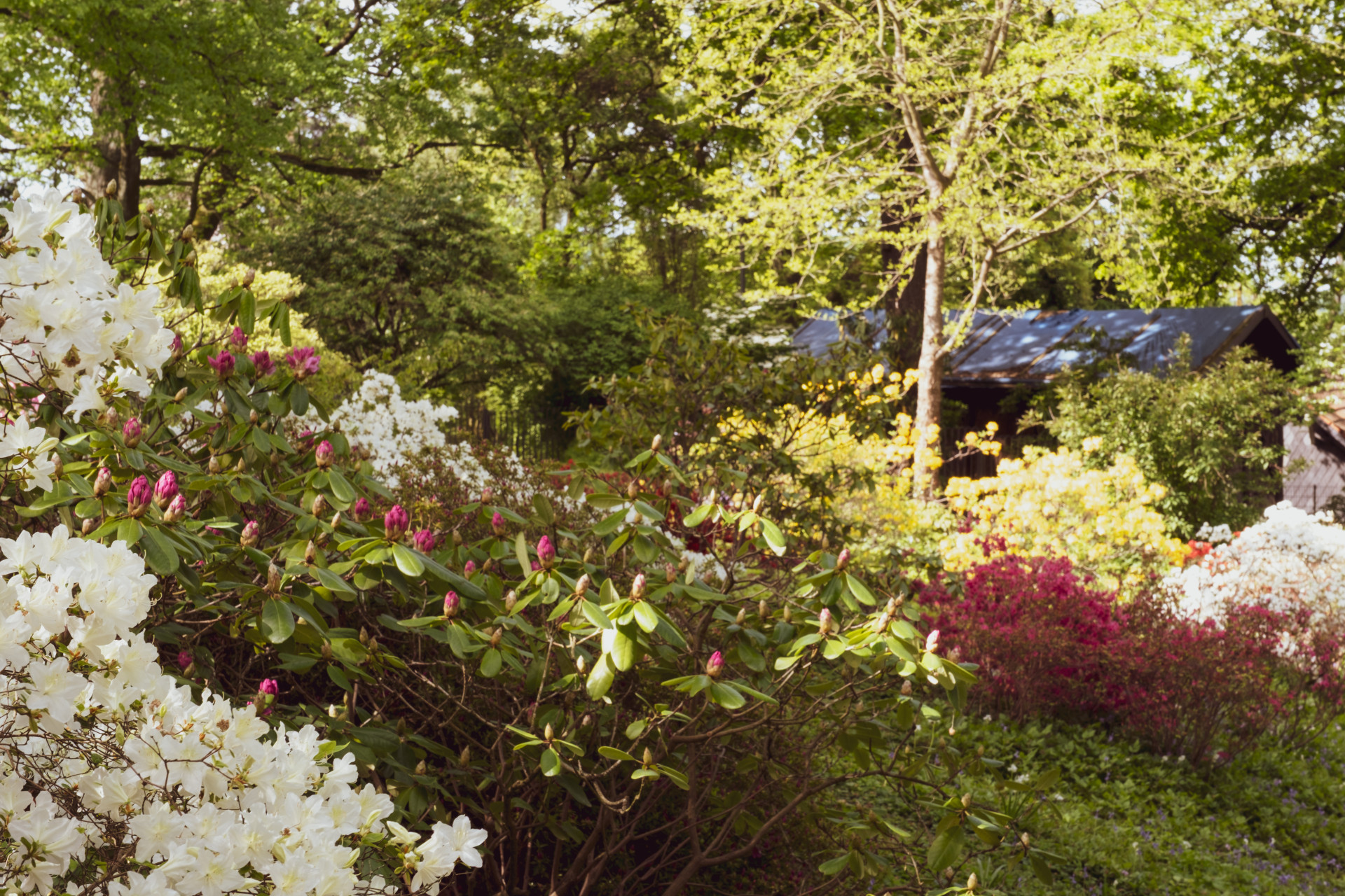 Rhododendron (Rhododendron sp.) Bloom, Wuppertal Garden