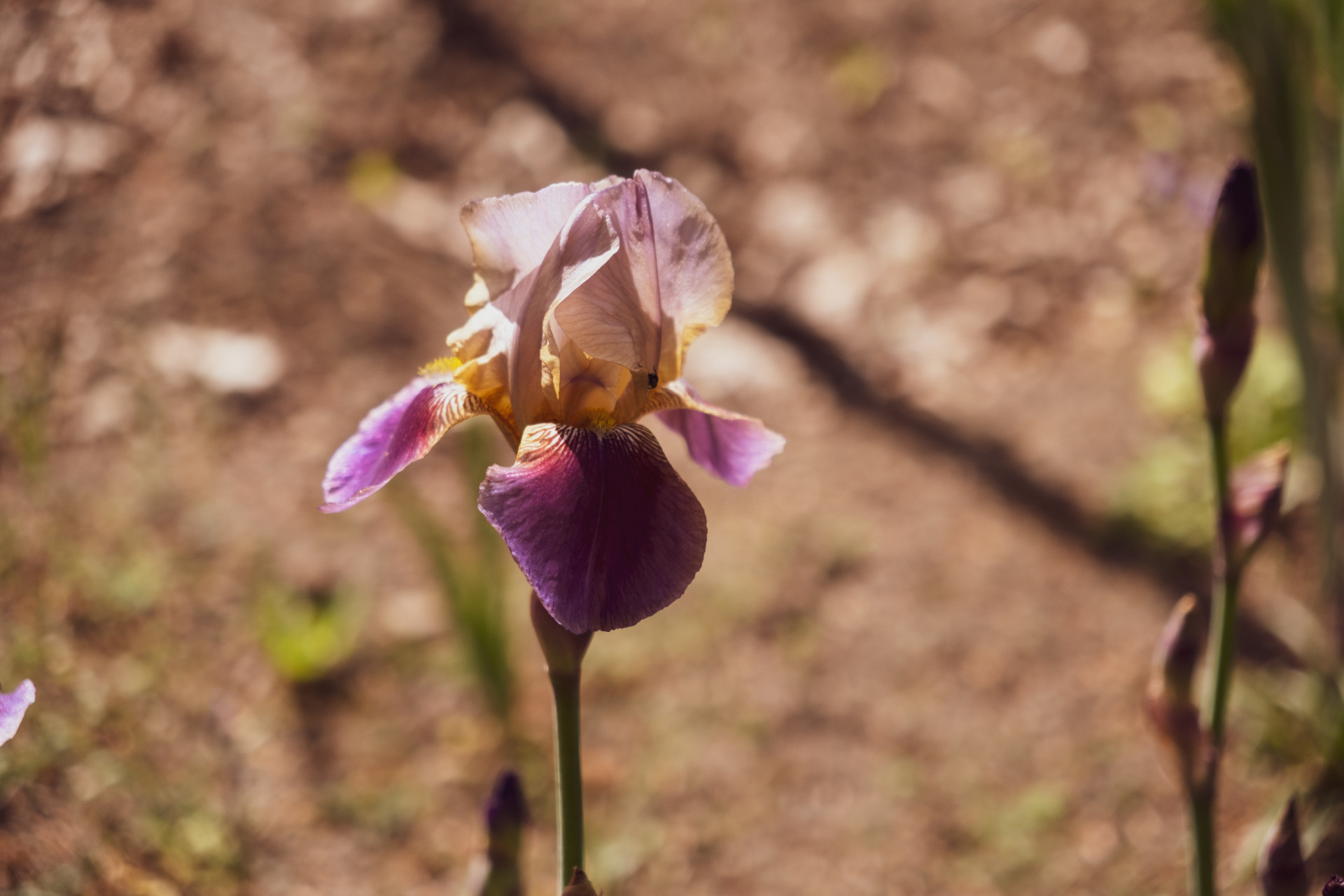 Bearded Iris (Iris germanica hybrid) in Wuppertal Garden