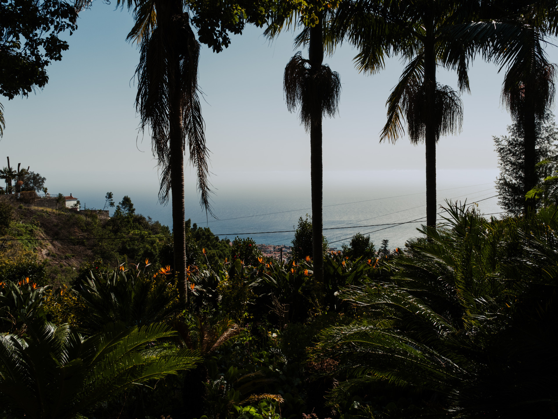 Strelitzia reginae und Palmen mit Blick auf den Atlantik