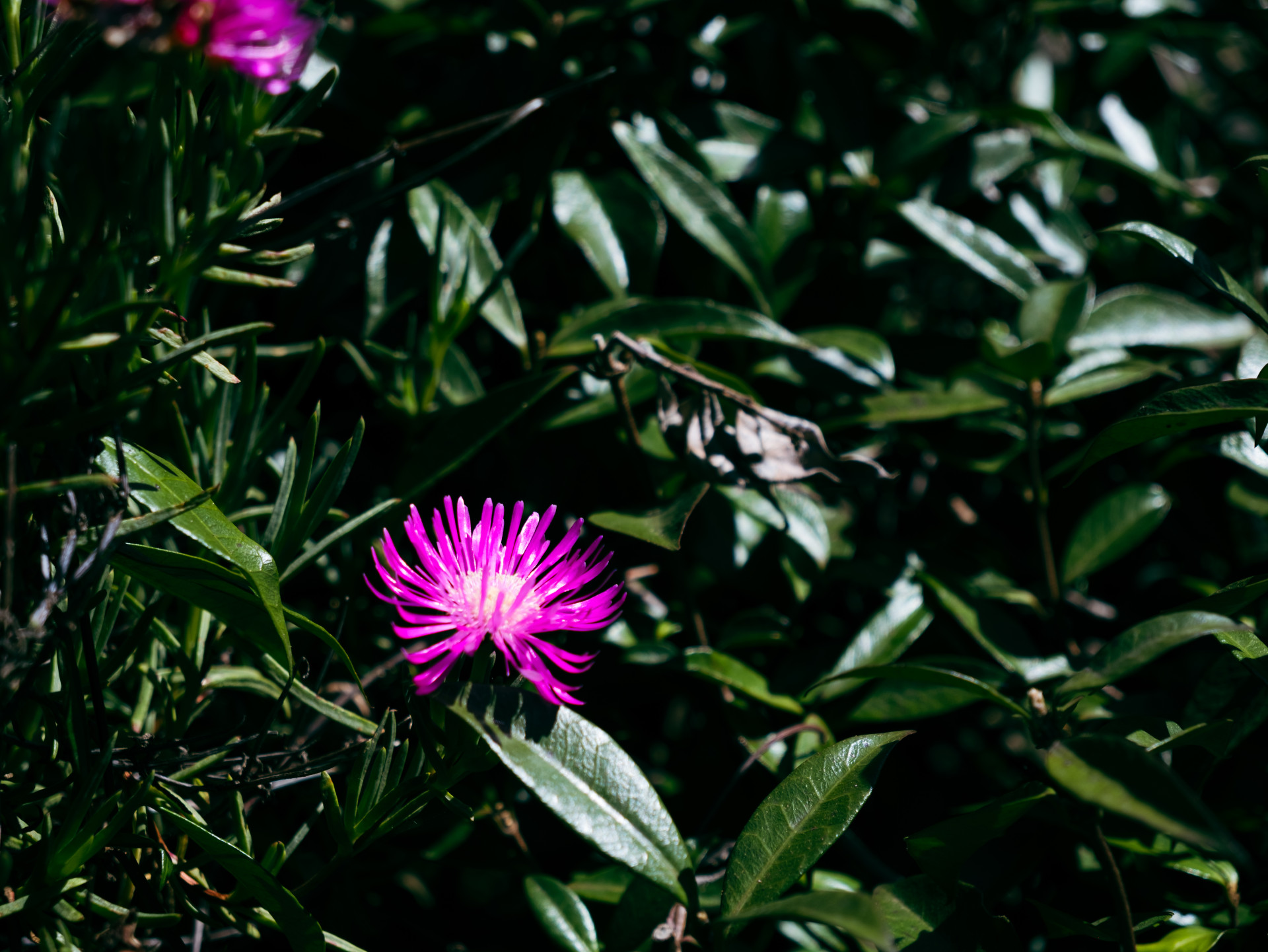 Rosafarbene Mittagsblume (Lampranthus roseus) in Funchal