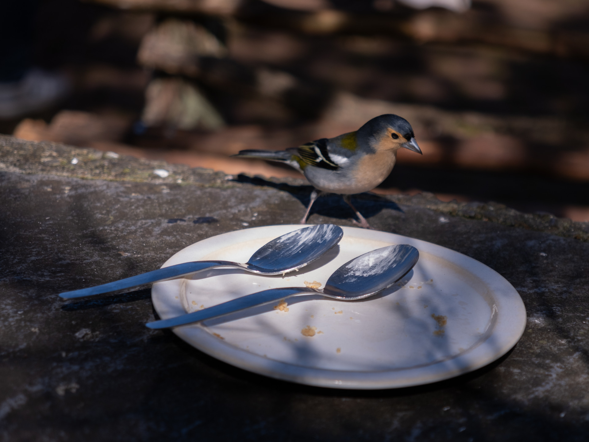 Male Madeira Chaffinch (Fringilla coelebs maderensis)