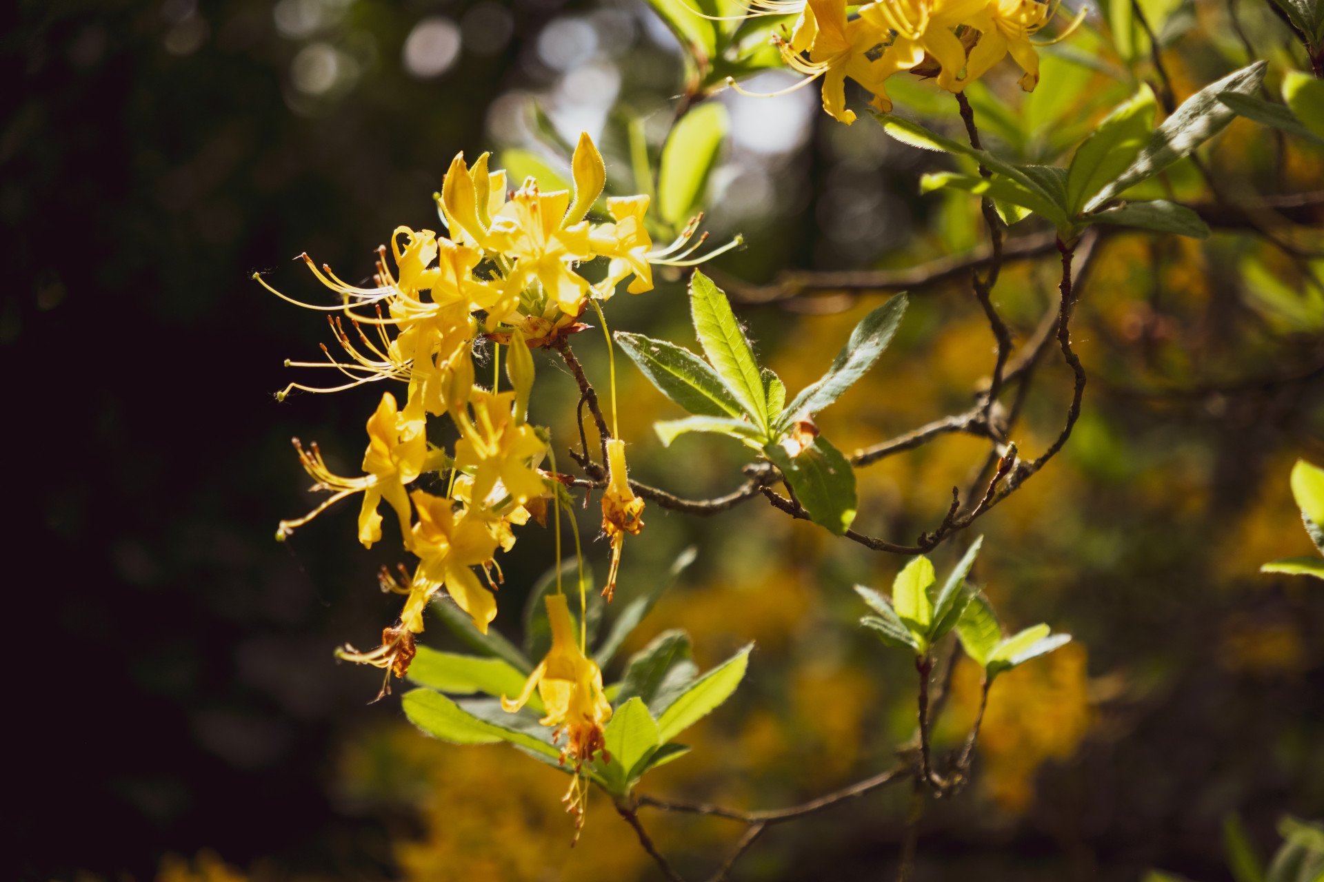 Yellow Azalea (Rhododendron luteum) in Wuppertal Garden