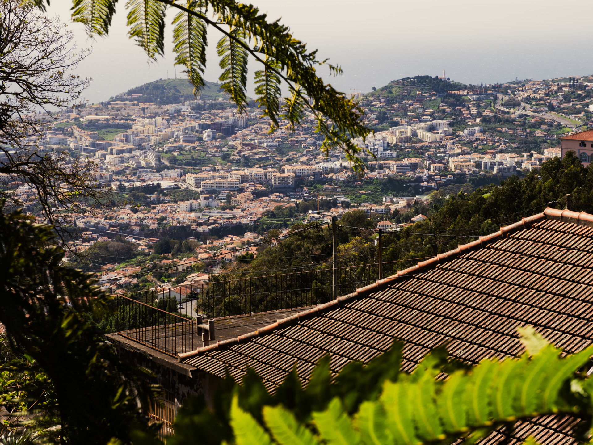 Funchal umrahmt von Baumfarnen (Sphaeropteris cooperi)