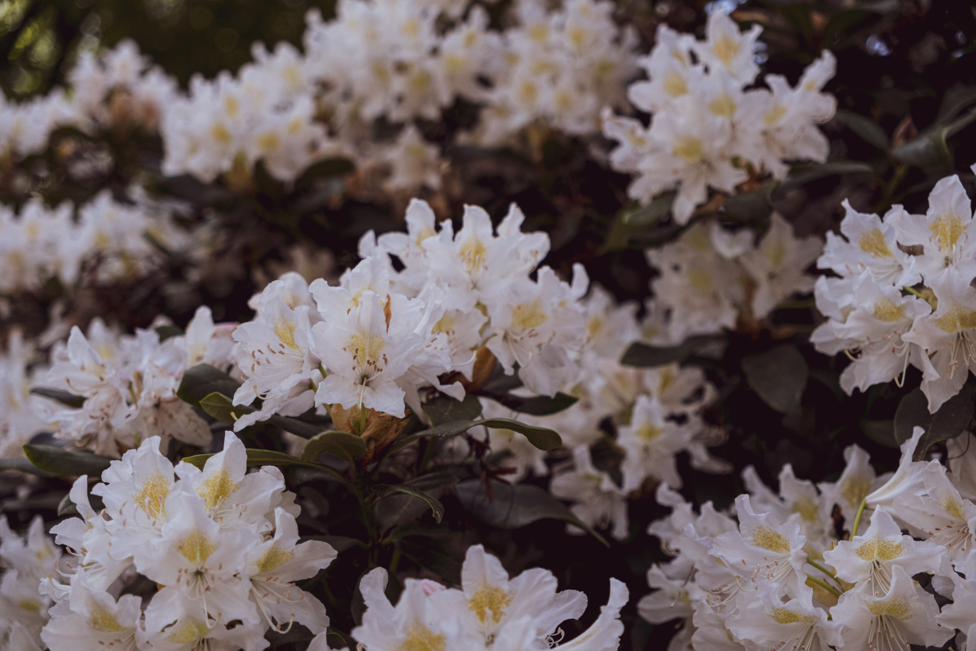 White Rhododendron (Rhododendron spp.) Blooms in Wuppertal