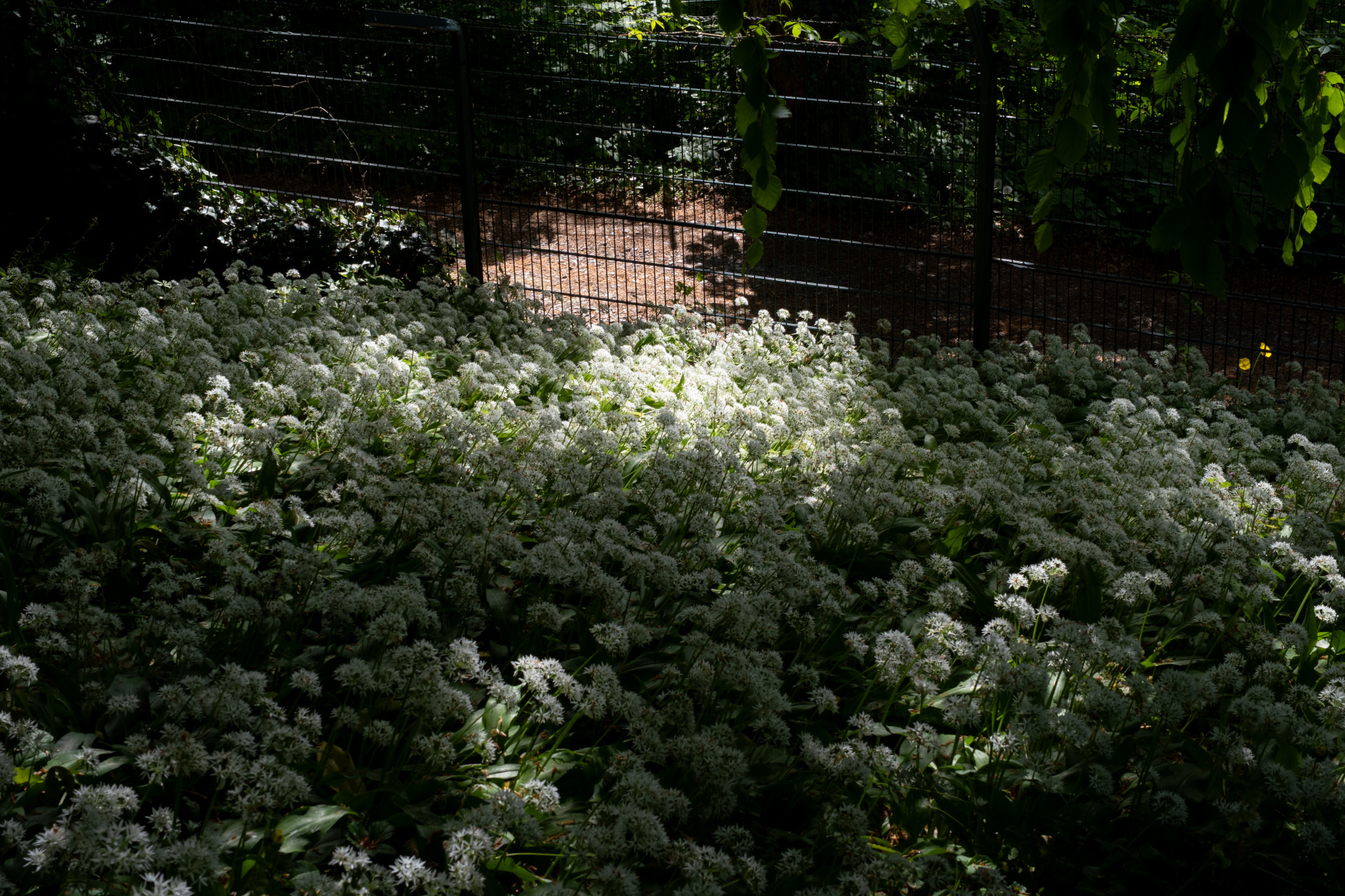 Wild Garlic (Allium ursinum) Carpet, Wuppertal