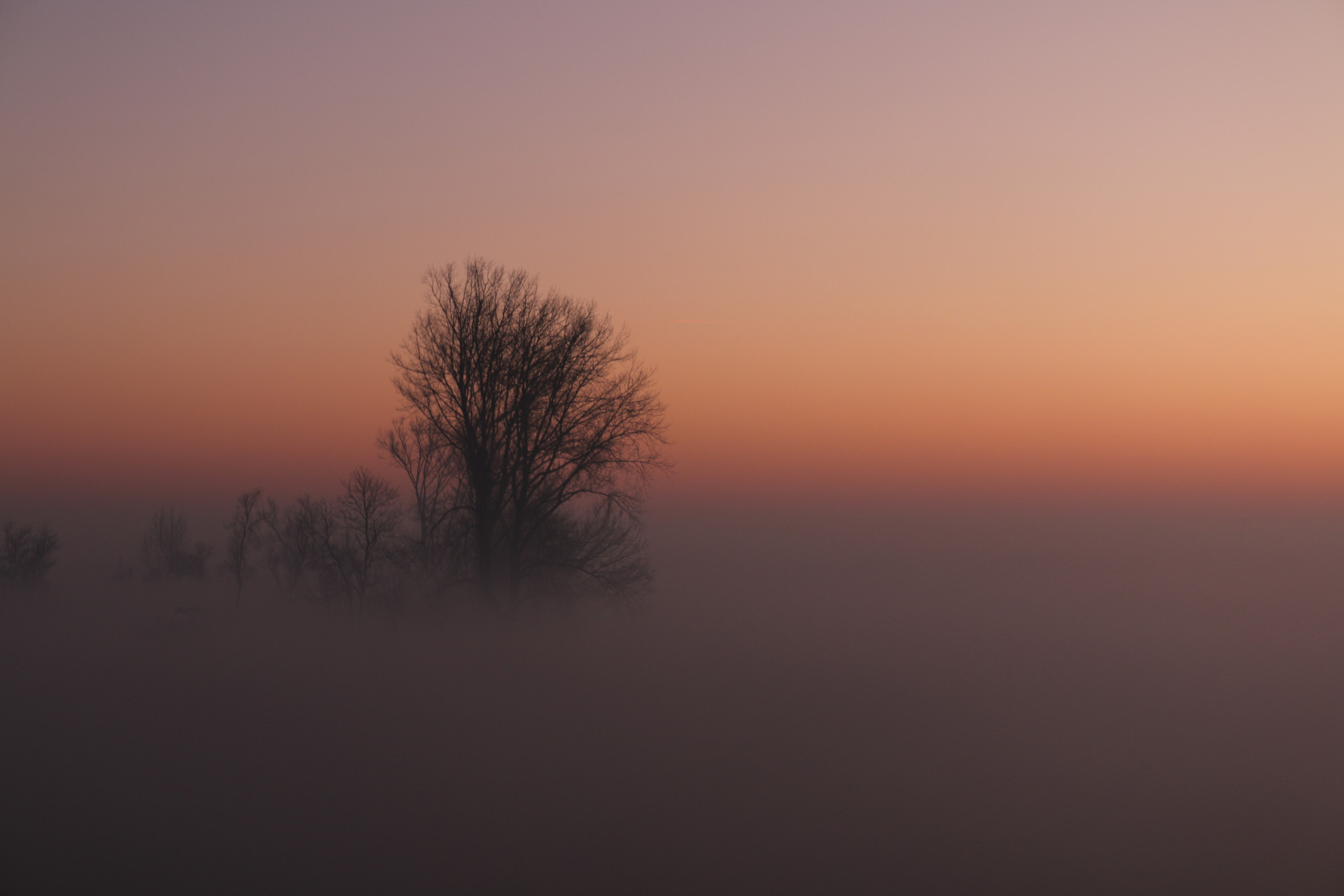 Winternebel & silhouettierte Laubbäume bei Sonnenaufgang/Sonnenuntergang