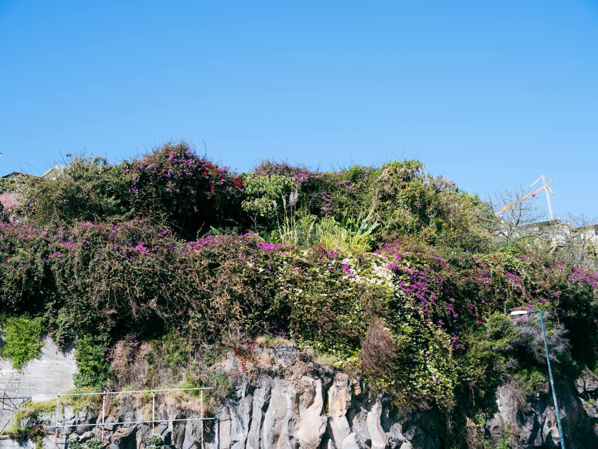 Bougainvillea (Bougainvillea sp.) on Volcanic Cliff