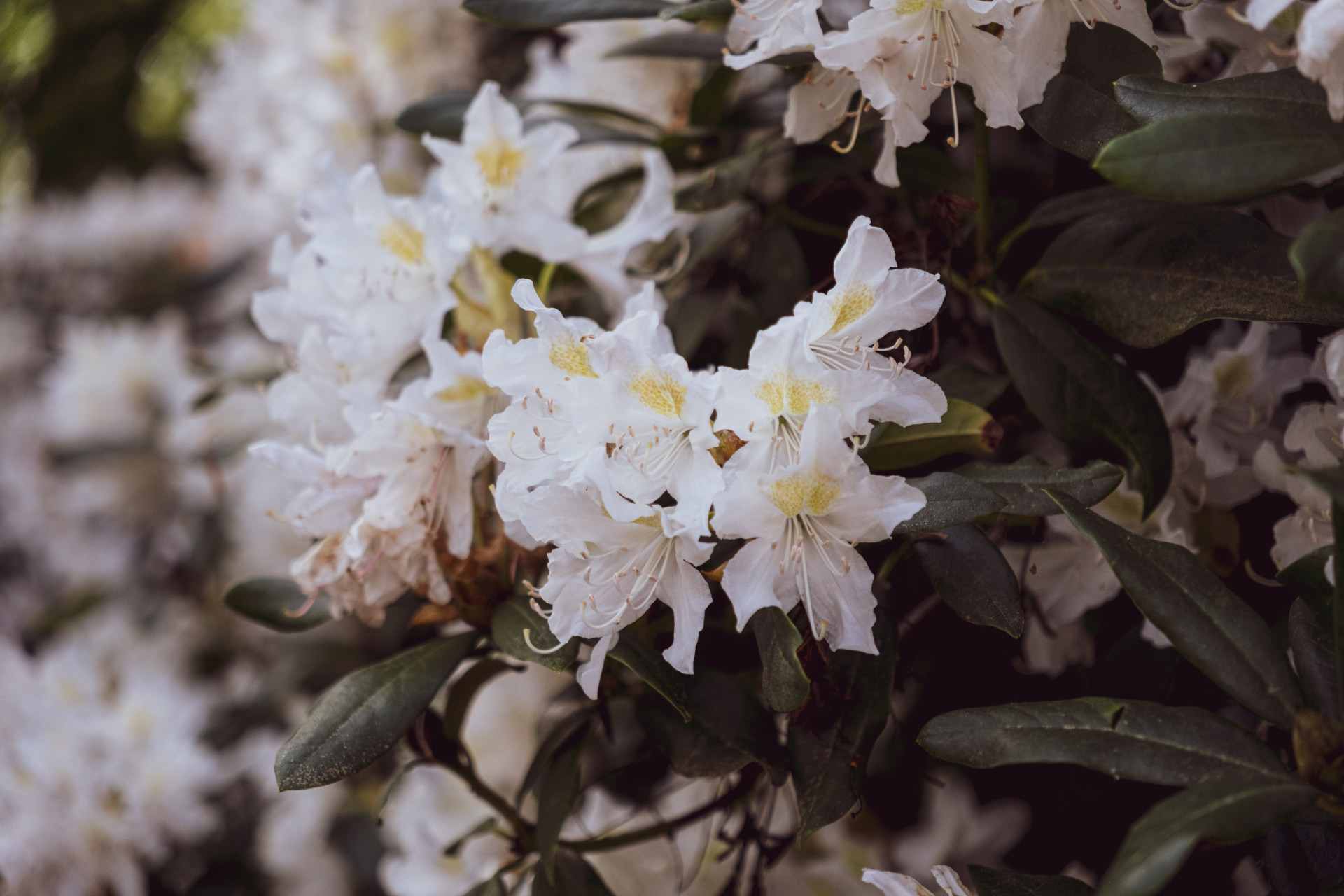 Rhododendron (Rhododendron spp.) in Wuppertal Botanical Garden