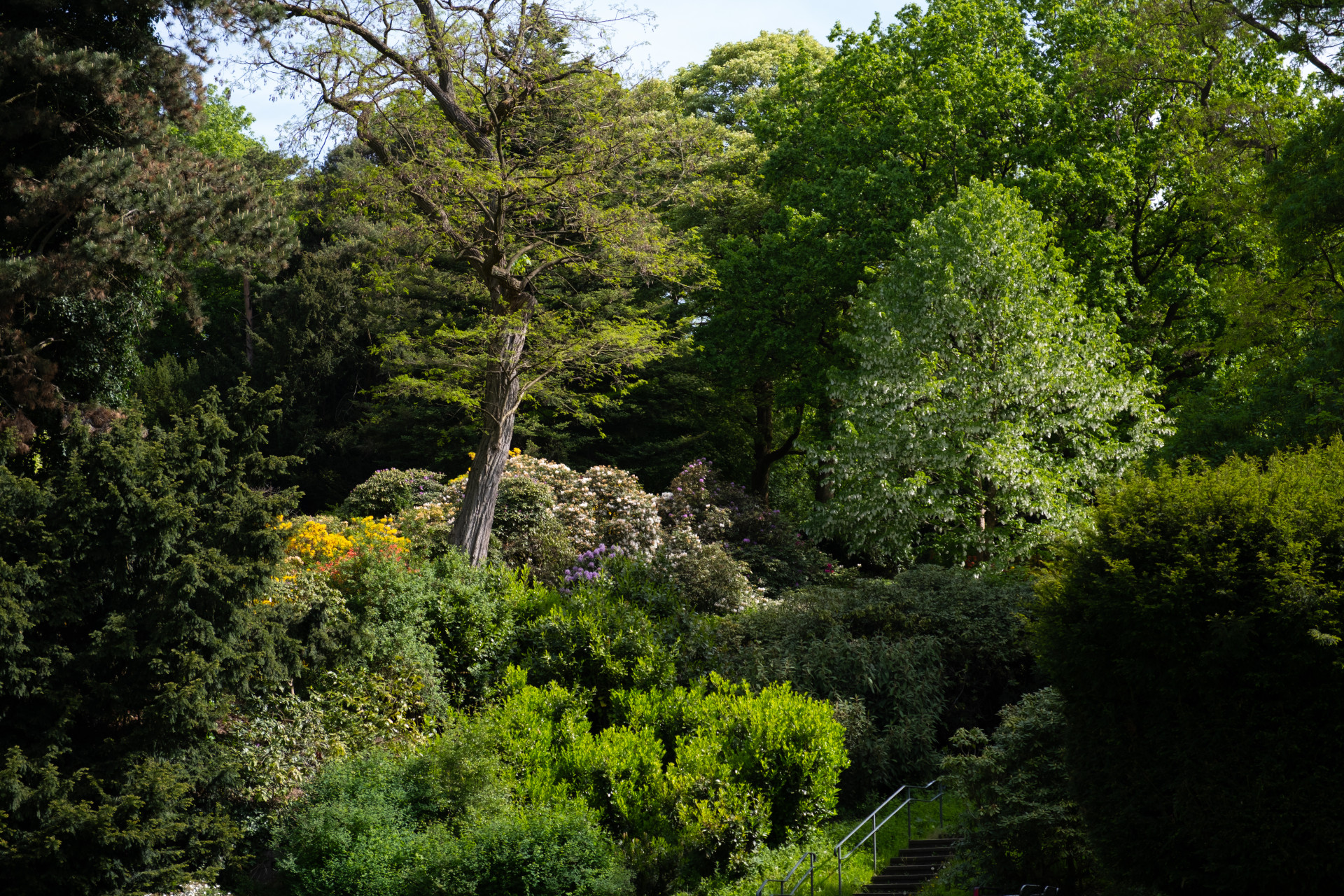 Rhododendron (Rhododendron spp.) Blooms, Wuppertal Garden