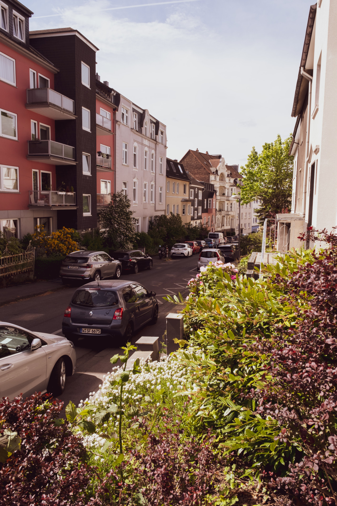 Wuppertal Street: Berberis thunbergii & Iberis sempervirens