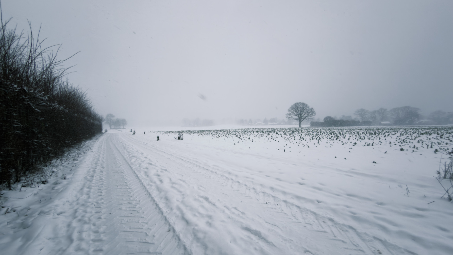 Snowy Dutch Field Track and Solitary Oak (Quercus robur)