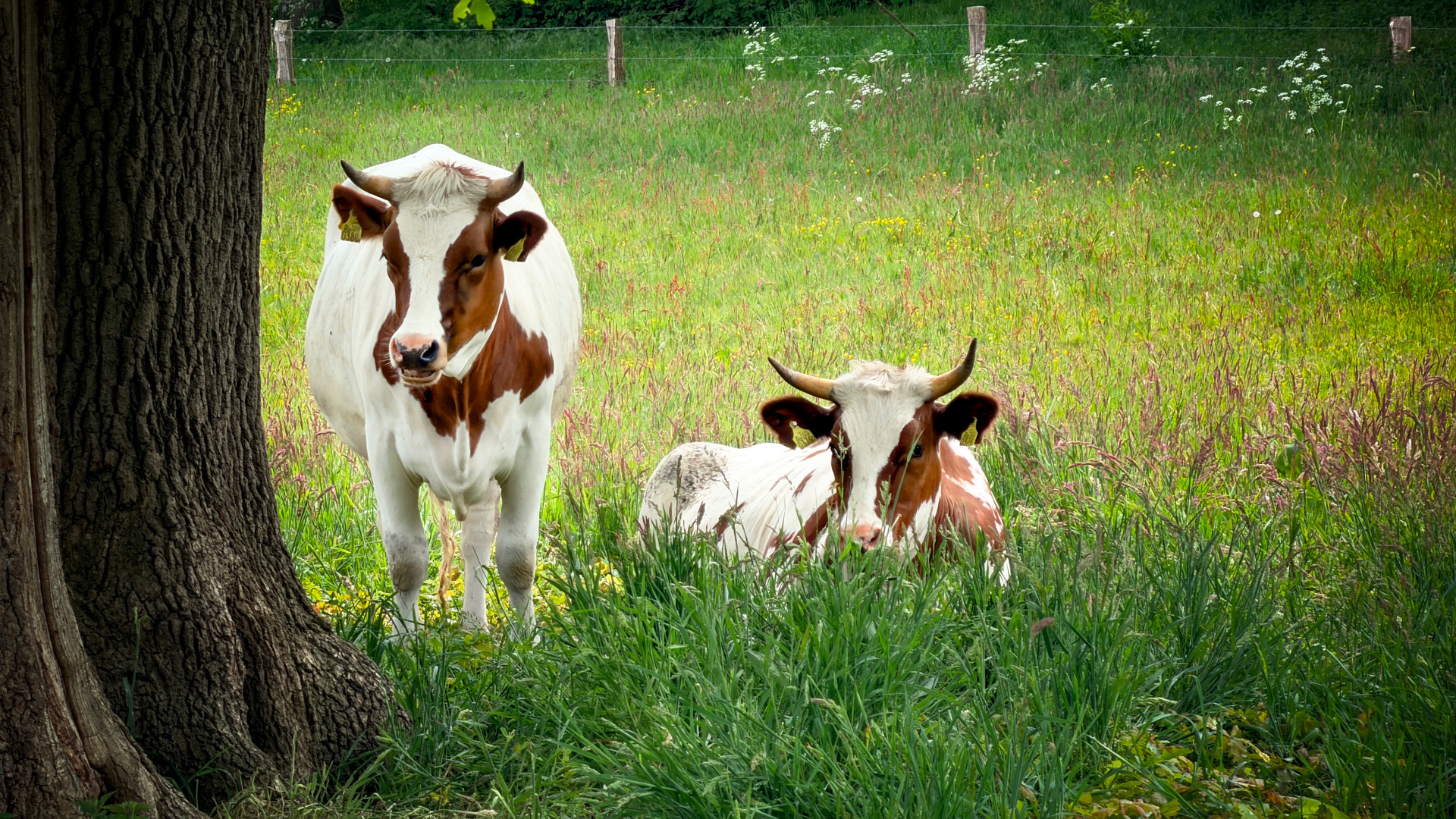 Gehoornd vee (Bos taurus) op Landgoed Hackfort, Vorden