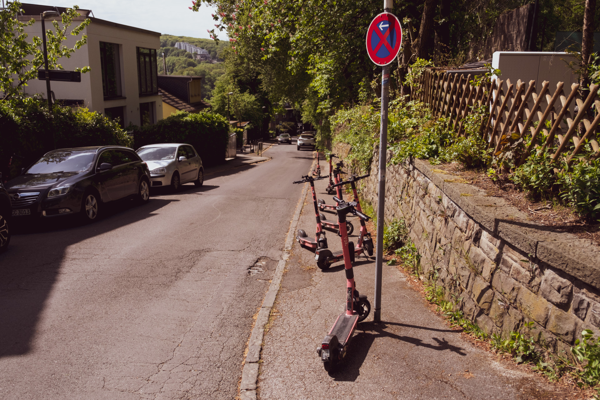 Rode Paardenkastanje (Aesculus x carnea) in Wuppertal