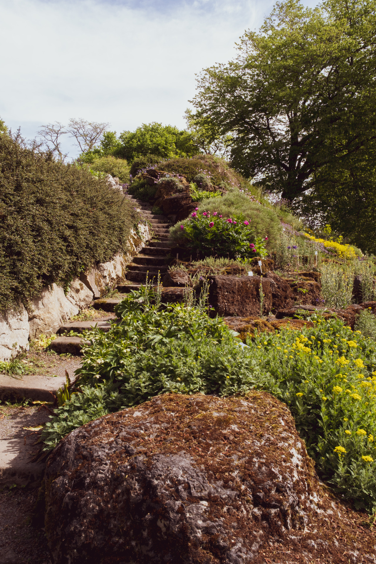 Paeonia & Stenen Trappen, Botanische Tuin Wuppertal