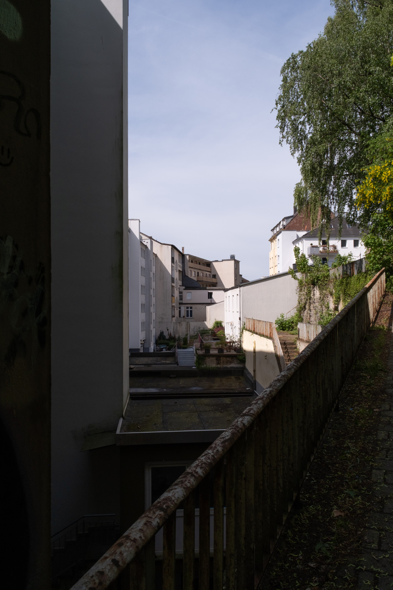 Wuppertal Urban Path: Birch (Betula pendula) & Laburnum
