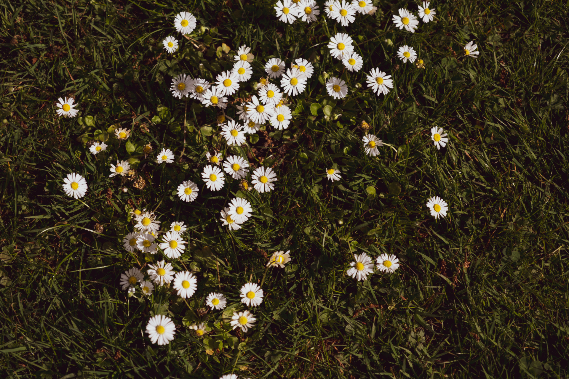 Gewone Madeliefjes (Bellis perennis) in Wuppertals Gras
