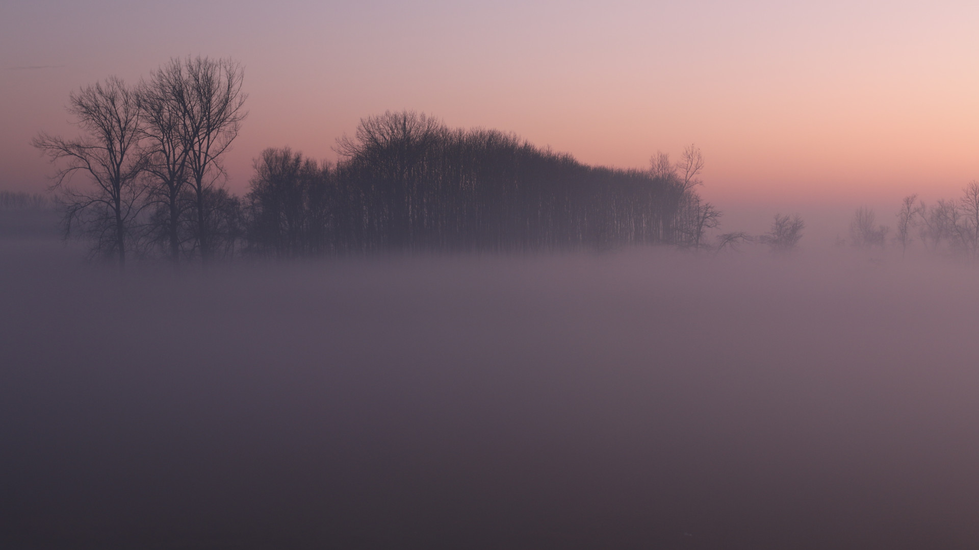 Etherische Wintermist die Loofbomen Bedekt bij Zonsopgang