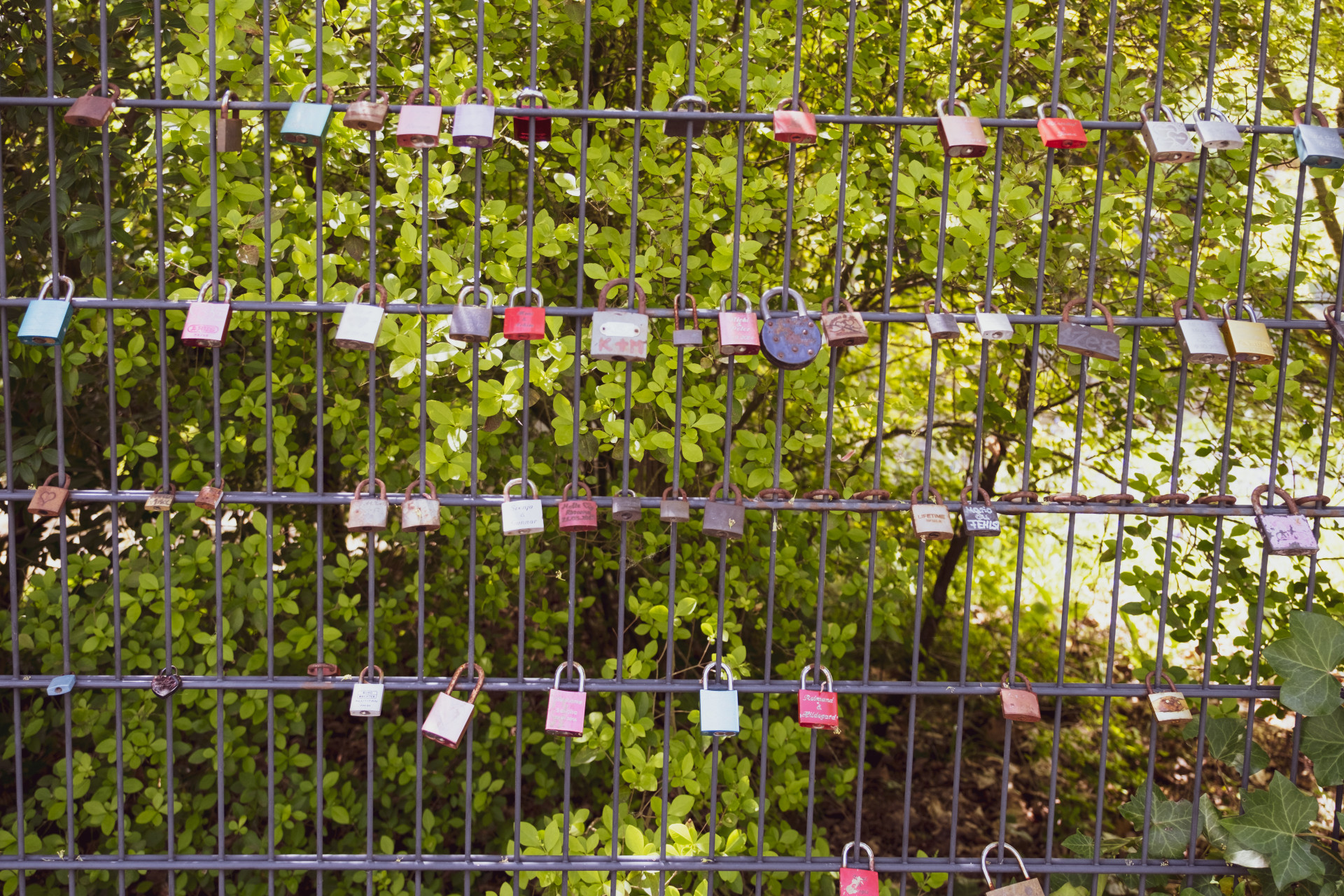 Liefdessloten aan Hek met Klimop (Hedera helix) in Wuppertal