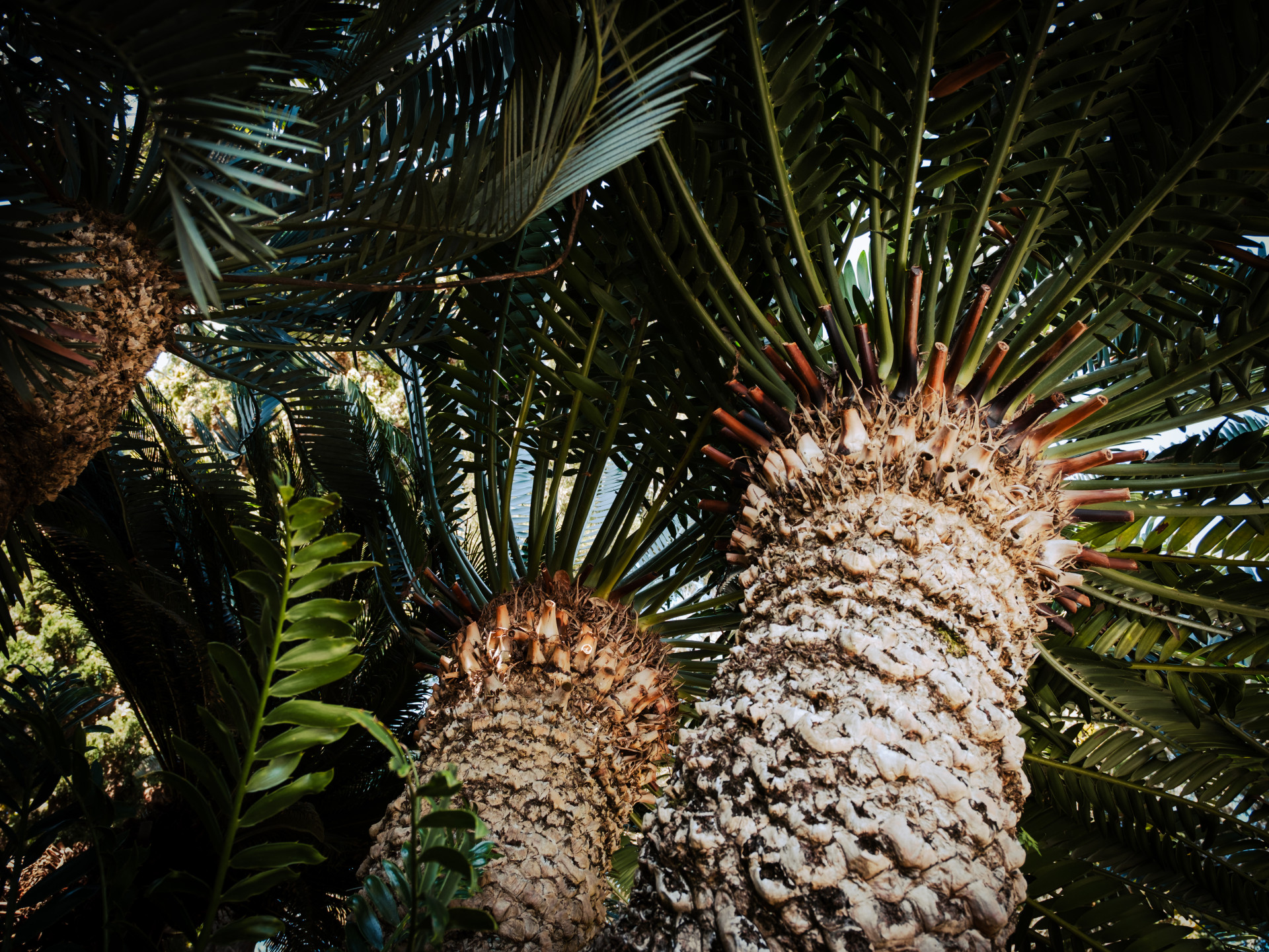 African Cycads (Encephalartos sp.) at Monte Palace