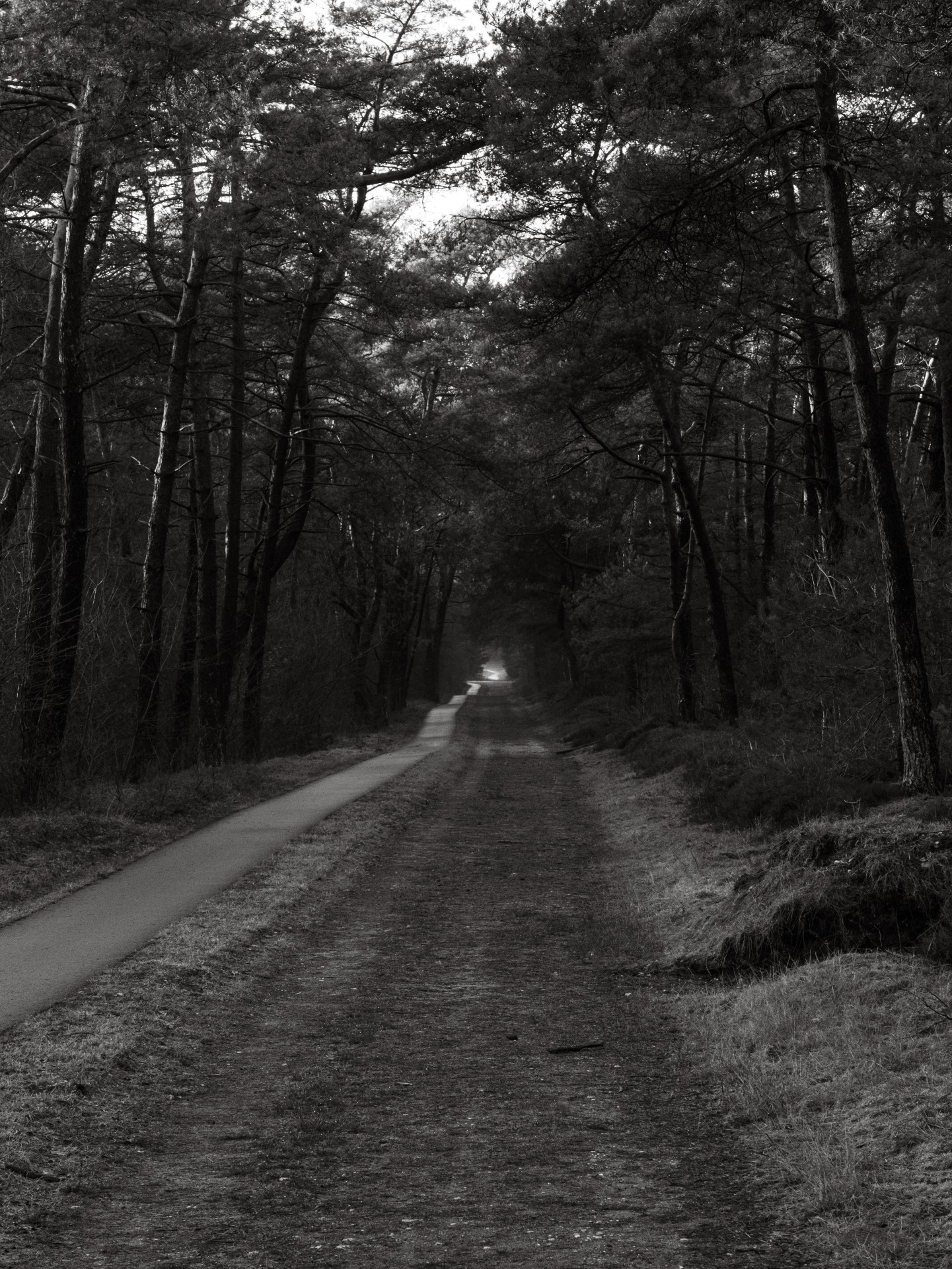 Winter Pathway Through Holterberg Woods
