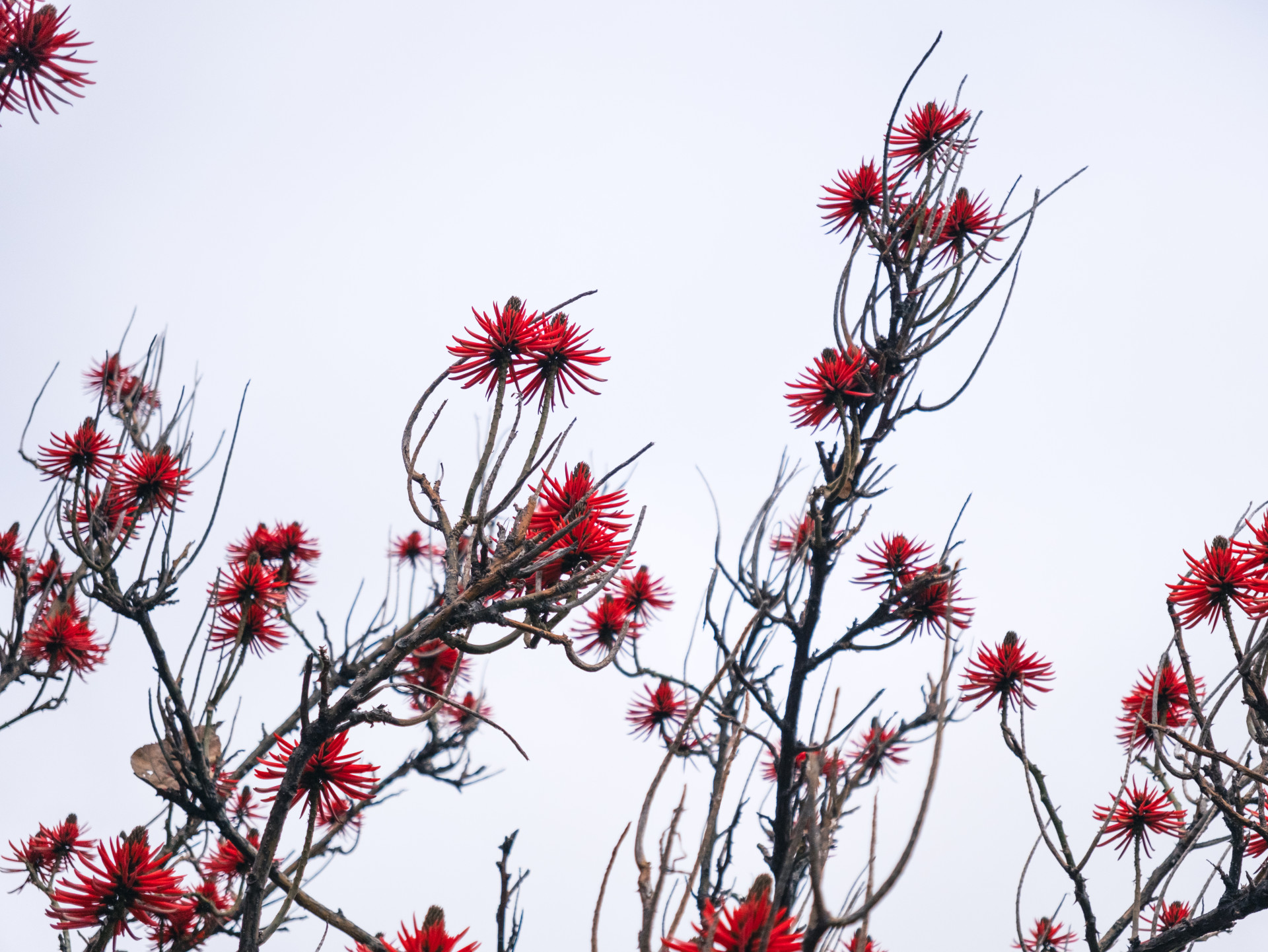 Flame Coral Tree (Erythrina coralloides) Blooms