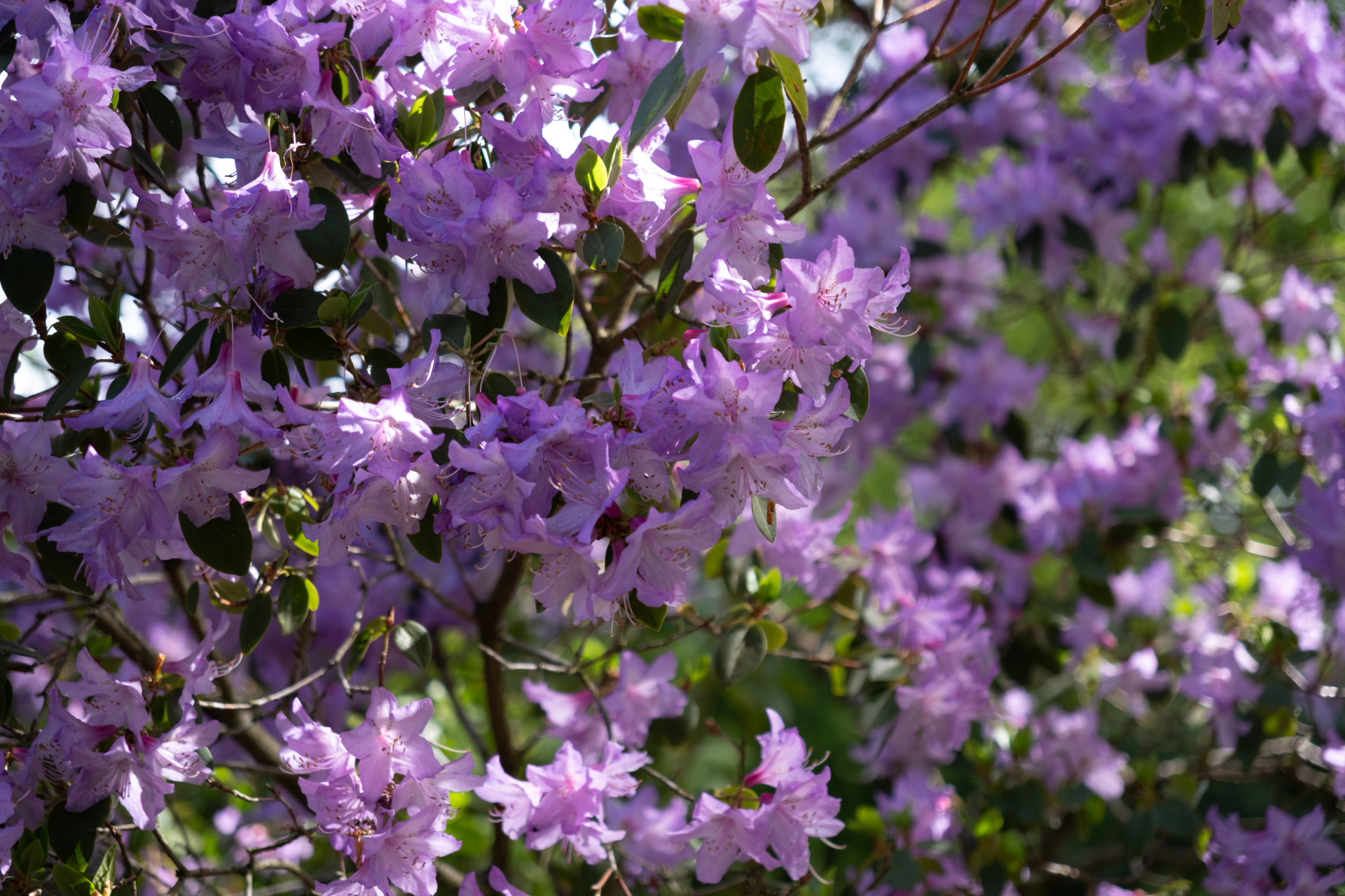 Purple Rhododendron (Rhododendron sp.) in Wuppertal Garden