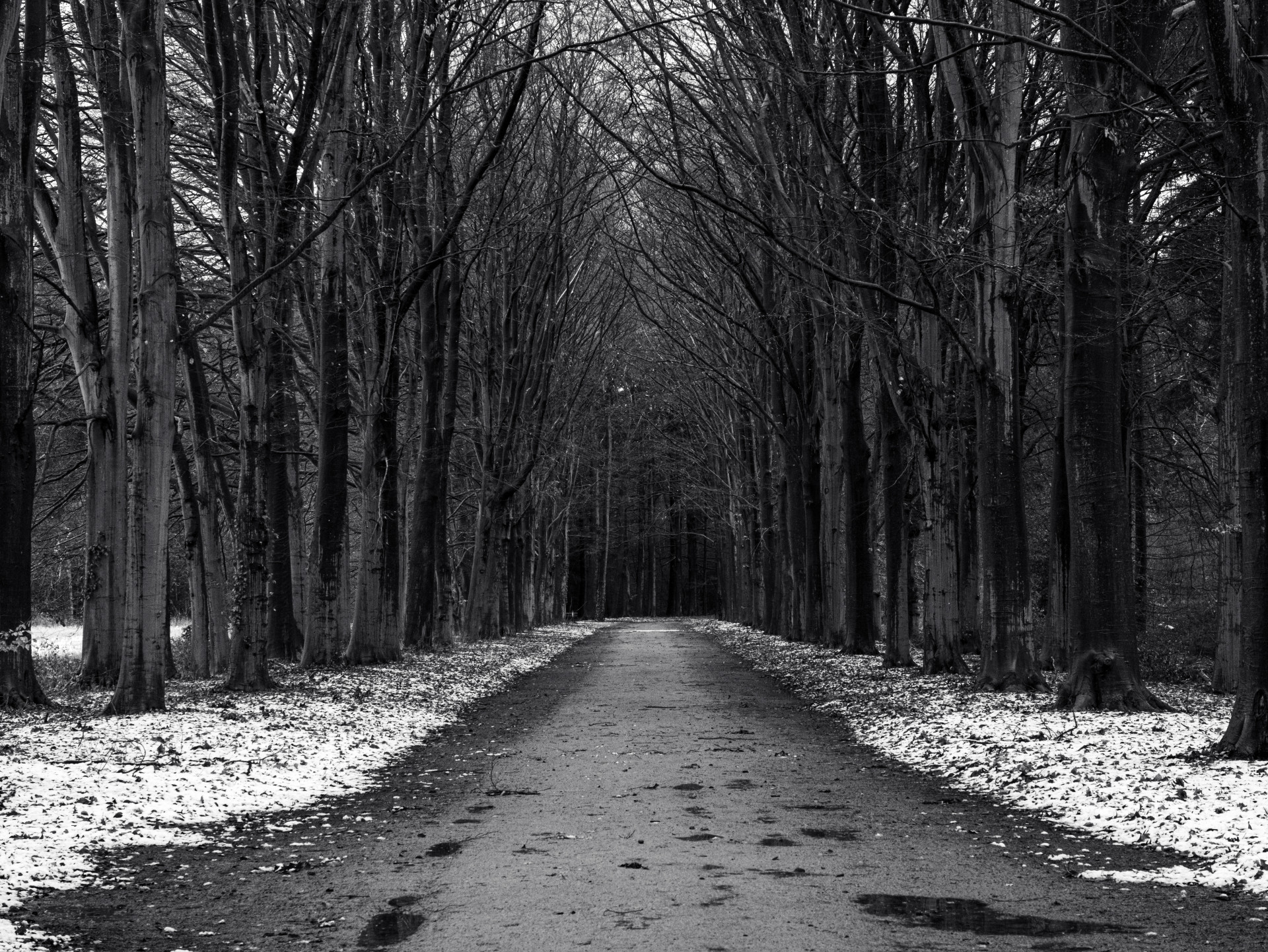 Snowy Path Through Winter Forest