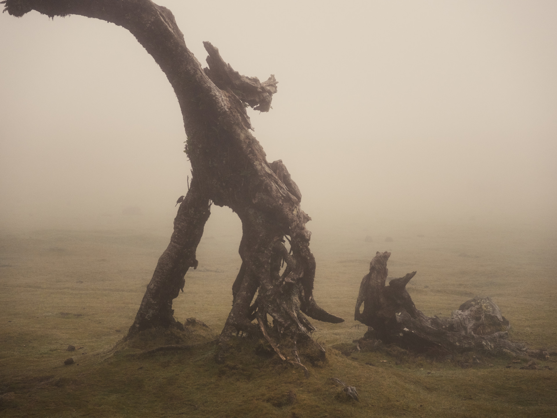 Ancient Til Tree (Ocotea foetens) in Fanal Mist