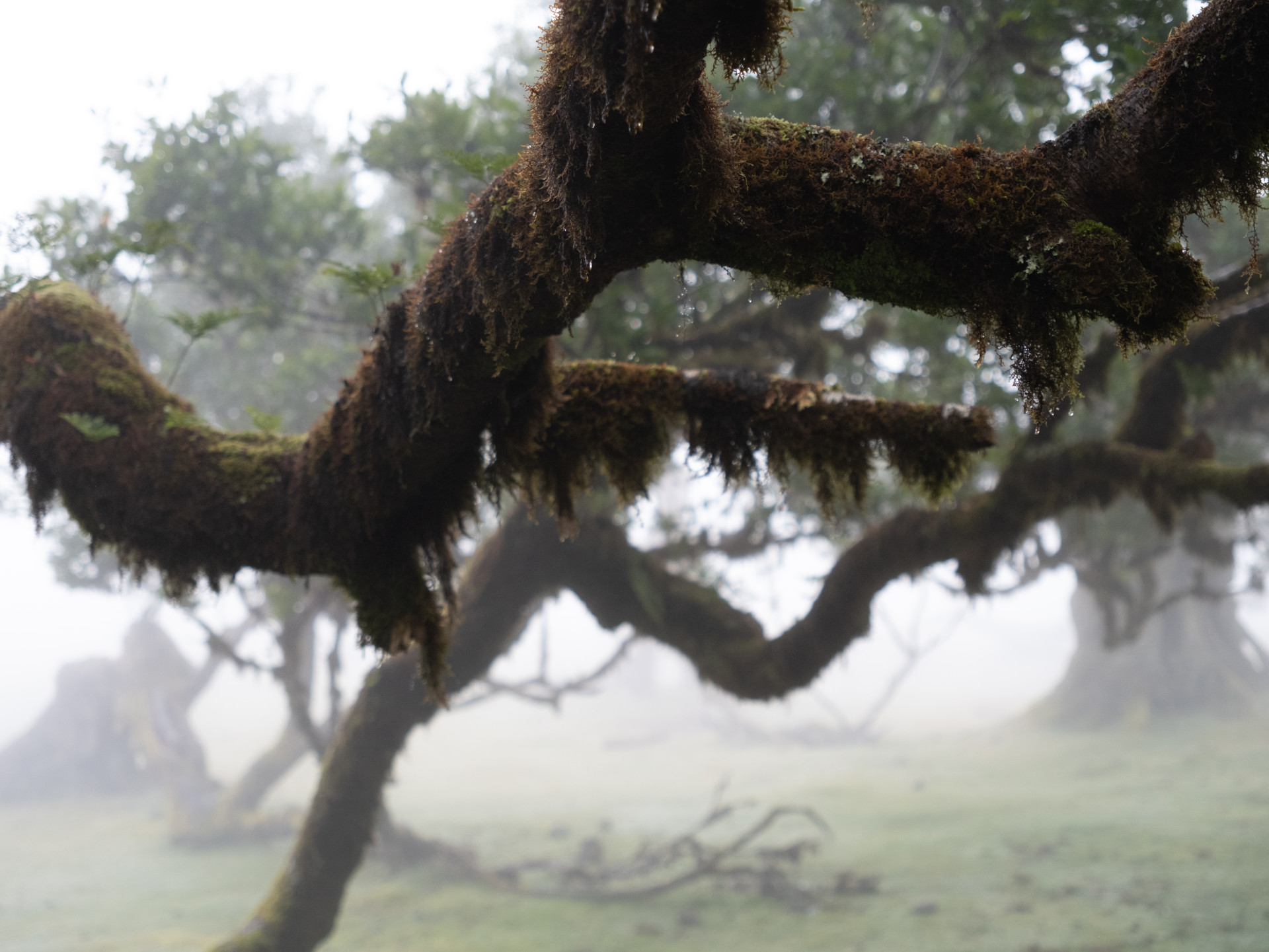 Ancient Til Tree (Ocotea foetens) in Fanal Mist