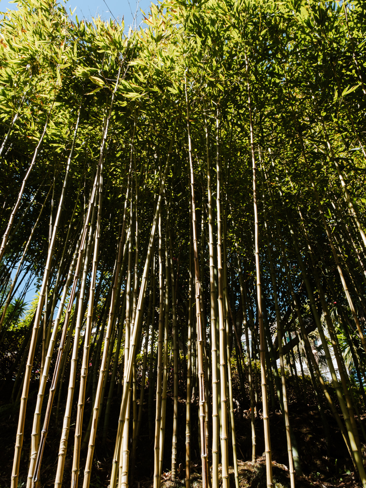 Towering Bamboo Grove (Phyllostachys sp.)