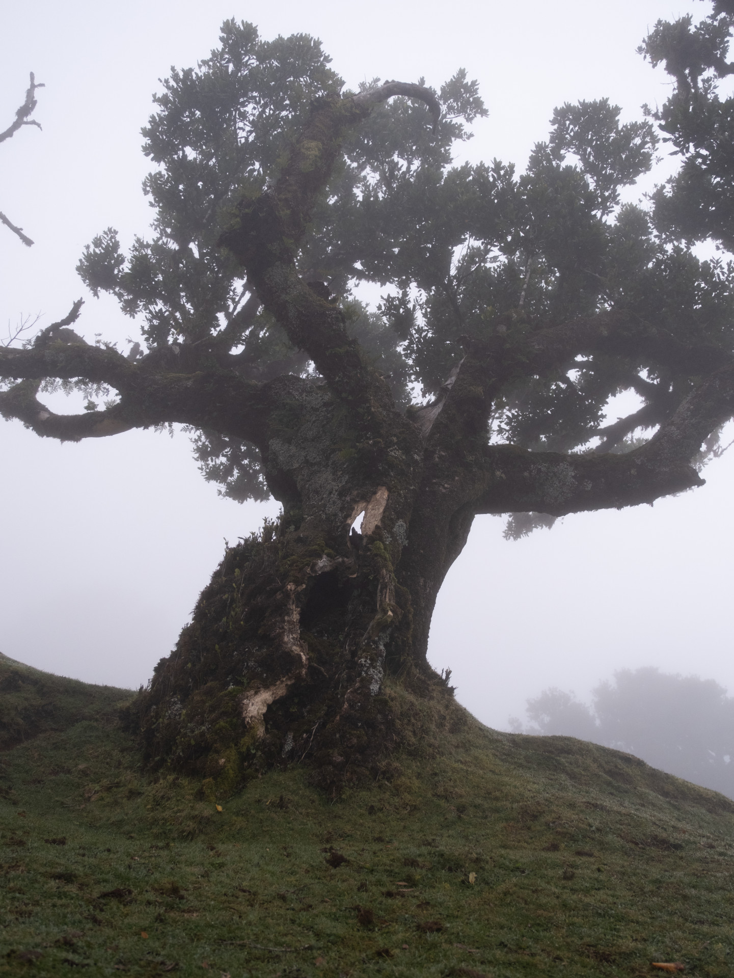 Ancient Til Tree (Ocotea foetens) in Fanal Mist