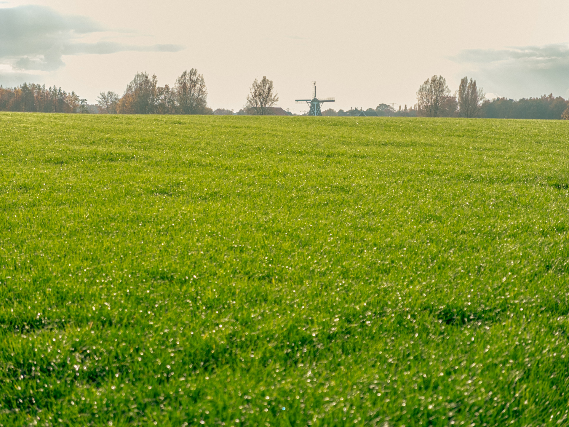 Windmill in Verdant Field