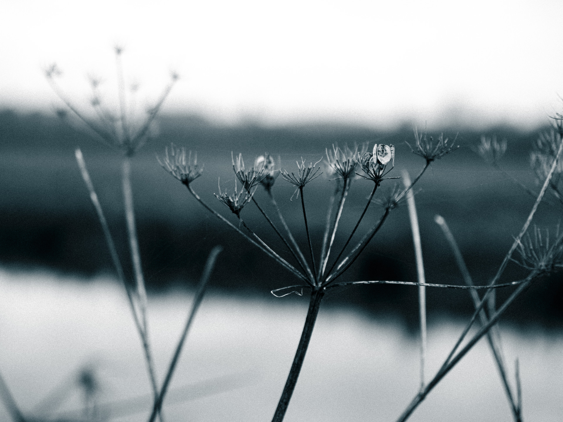 Monochrome Nature's Elegance