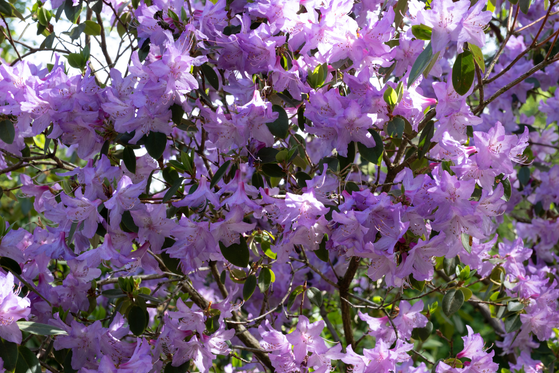Rhododendron (Rhododendron sp.) in Wuppertal Botanical Garden