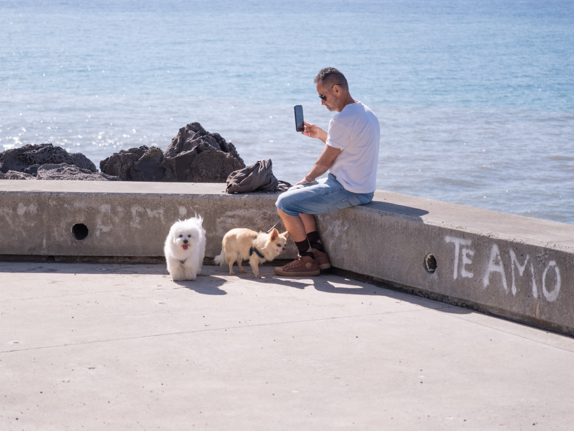 Maltese & Chihuahua (Canis lupus familiaris) in Funchal