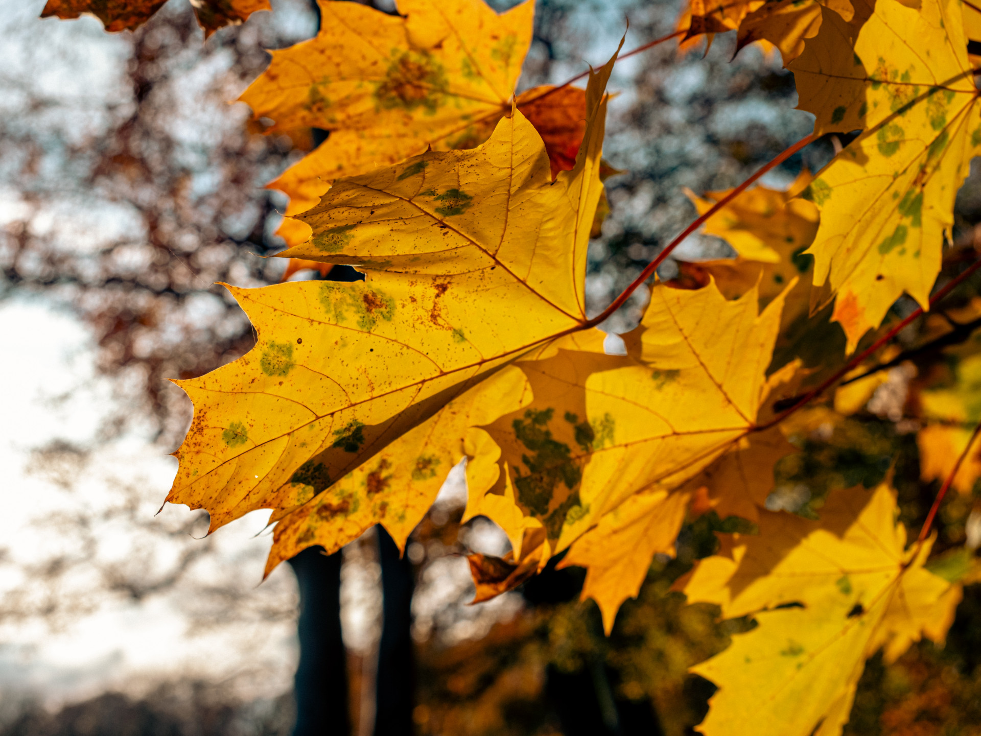 Golden Autumn Leaves Close-Up