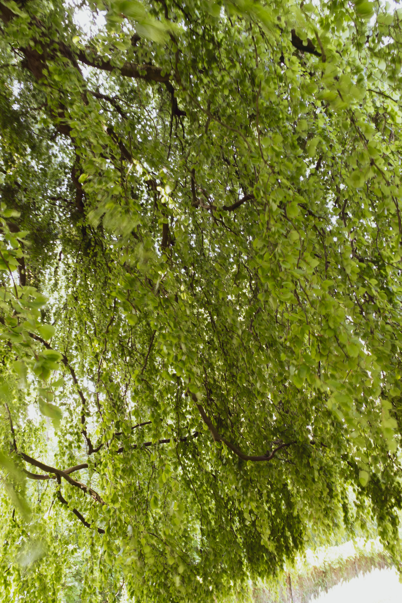 Small-leaved Lime (Tilia cordata) Canopy in Wuppertal