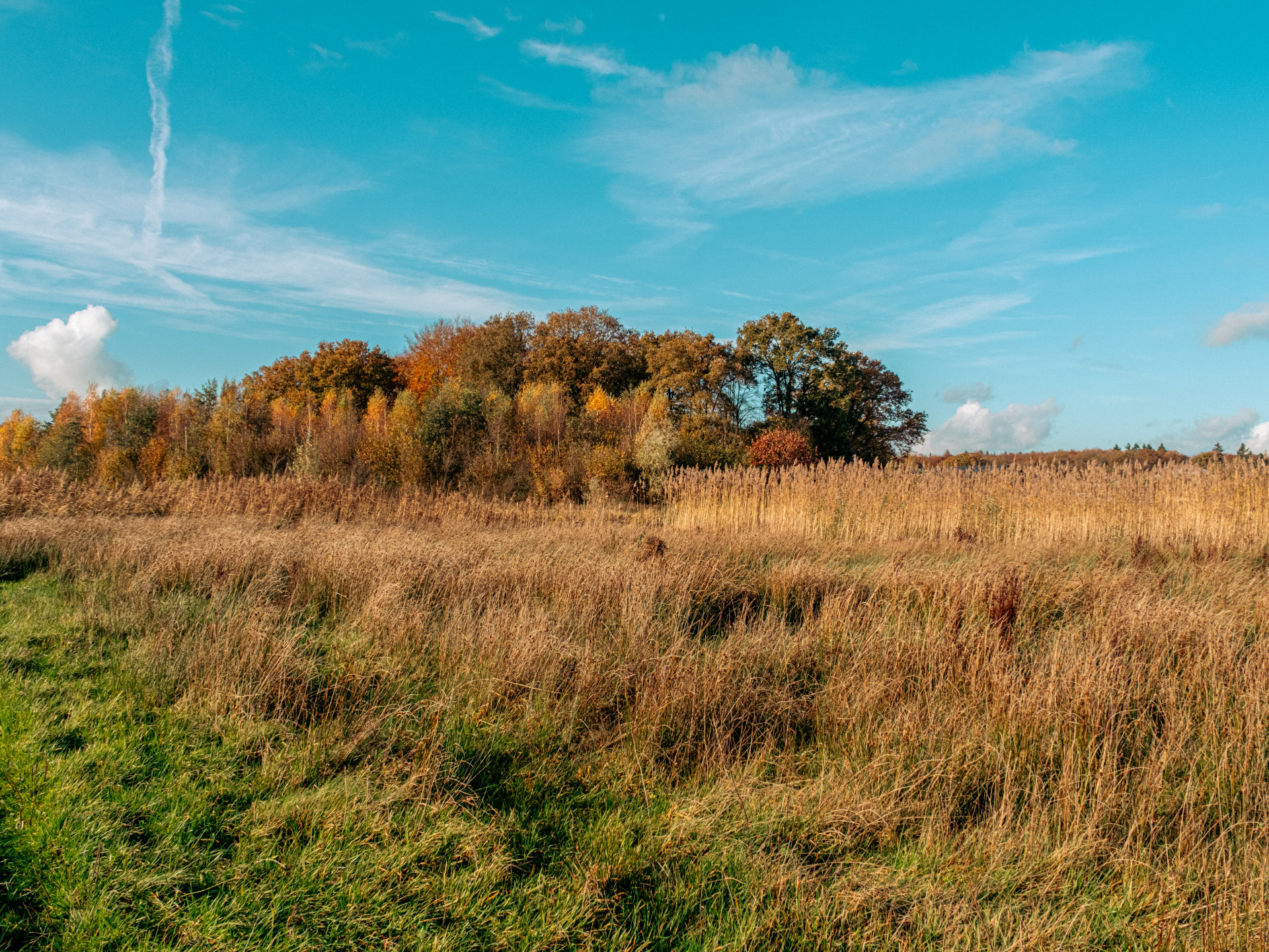 Autumn Meadow Serenity