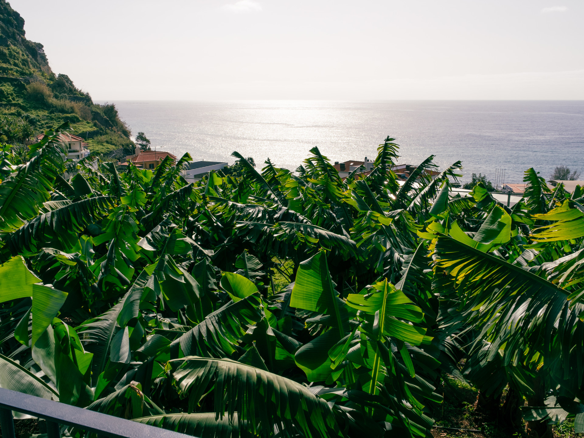 Banana Plantation (Musa acuminata) on Madeira Coast