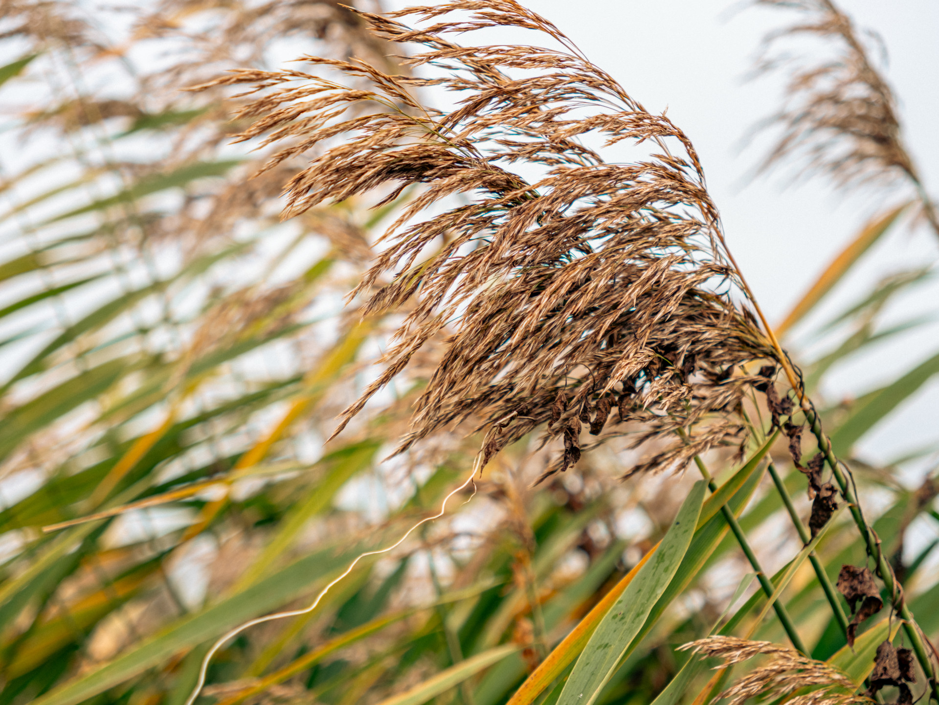 Swaying Autumn Grasses