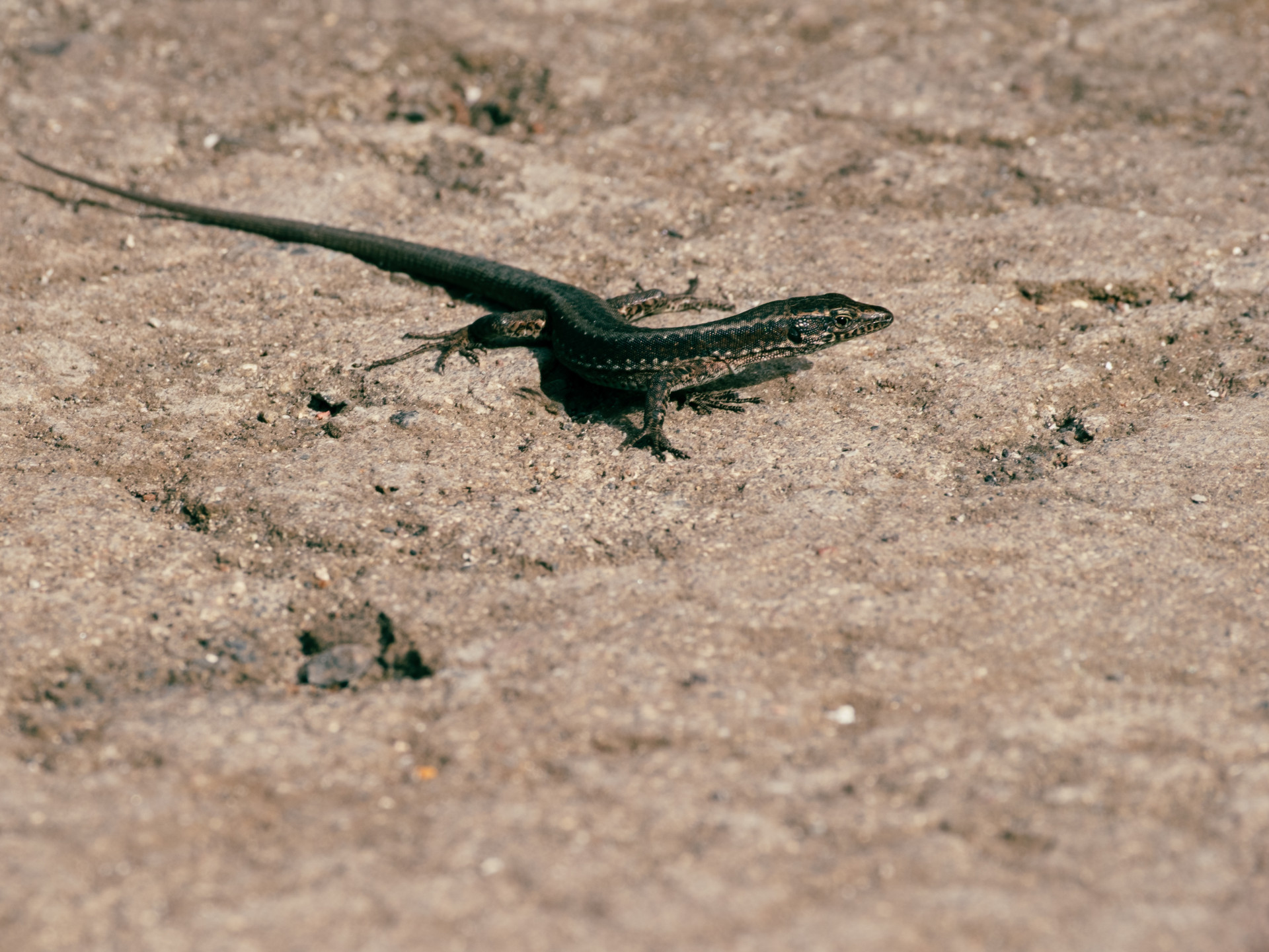Madeiran Wall Lizard (Teira dugesii)