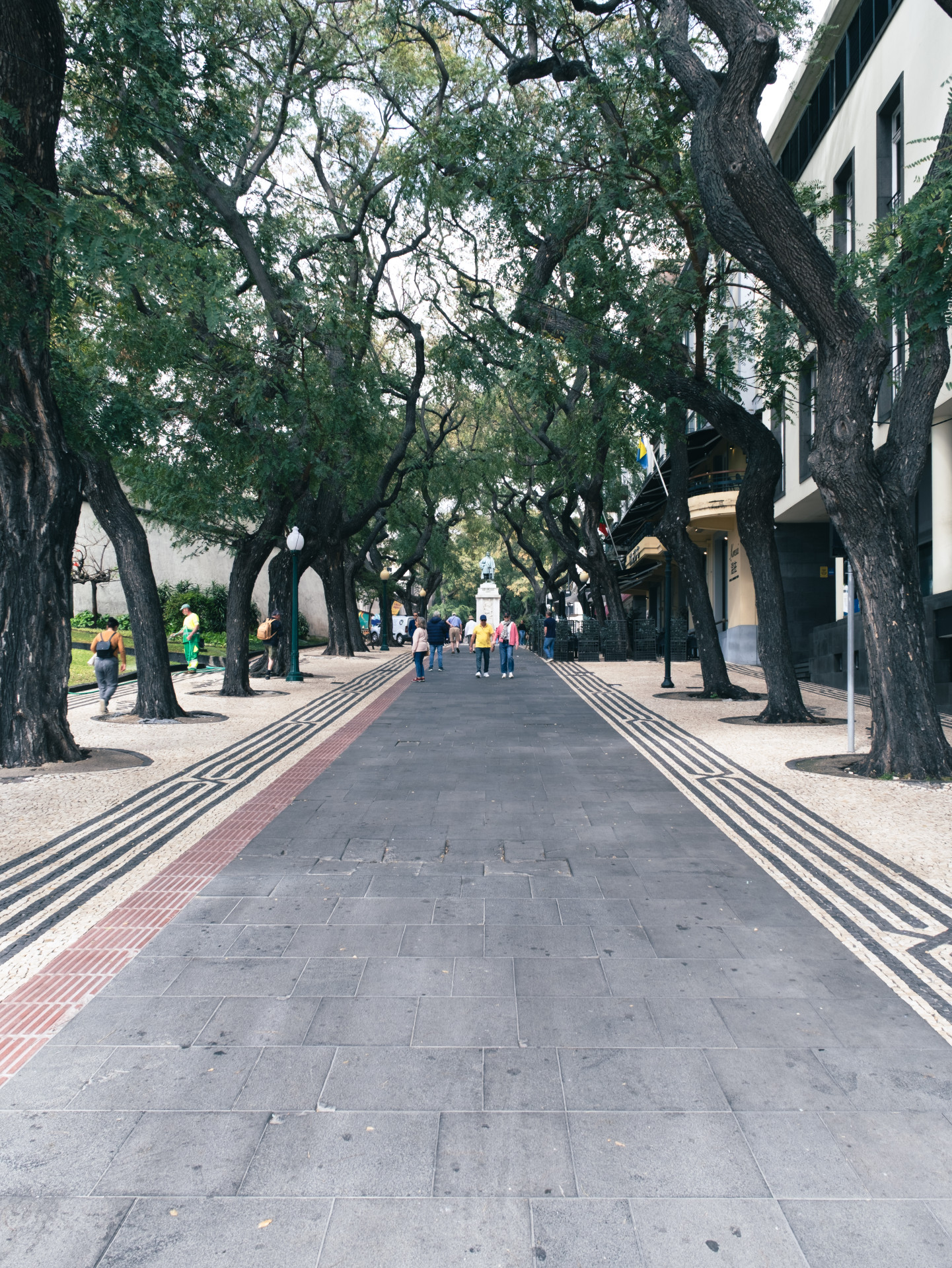 Jacaranda Trees (Jacaranda mimosifolia) on Avenida Arriaga