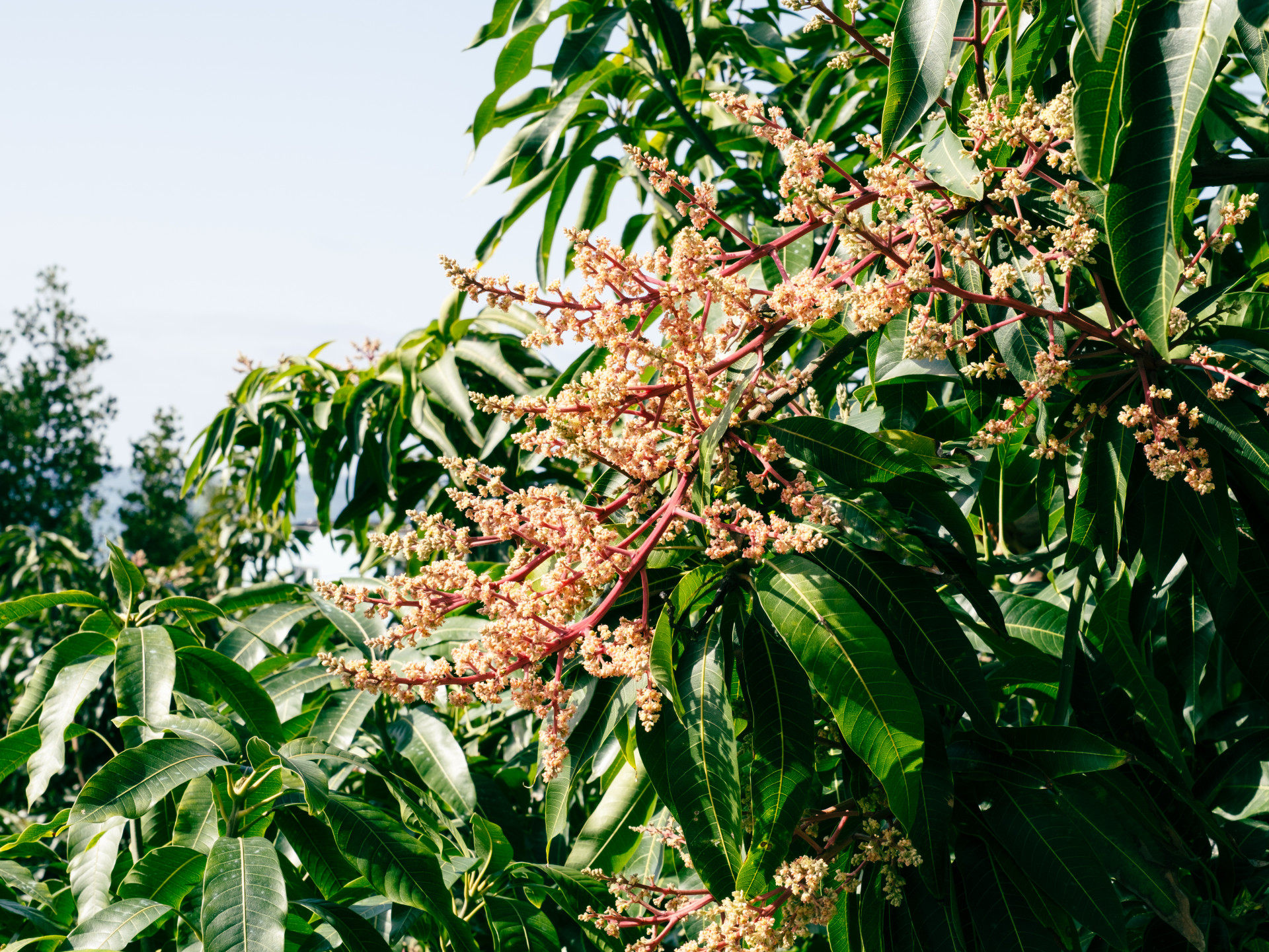 Flowering Mango Tree (Mangifera indica) in Madeira
