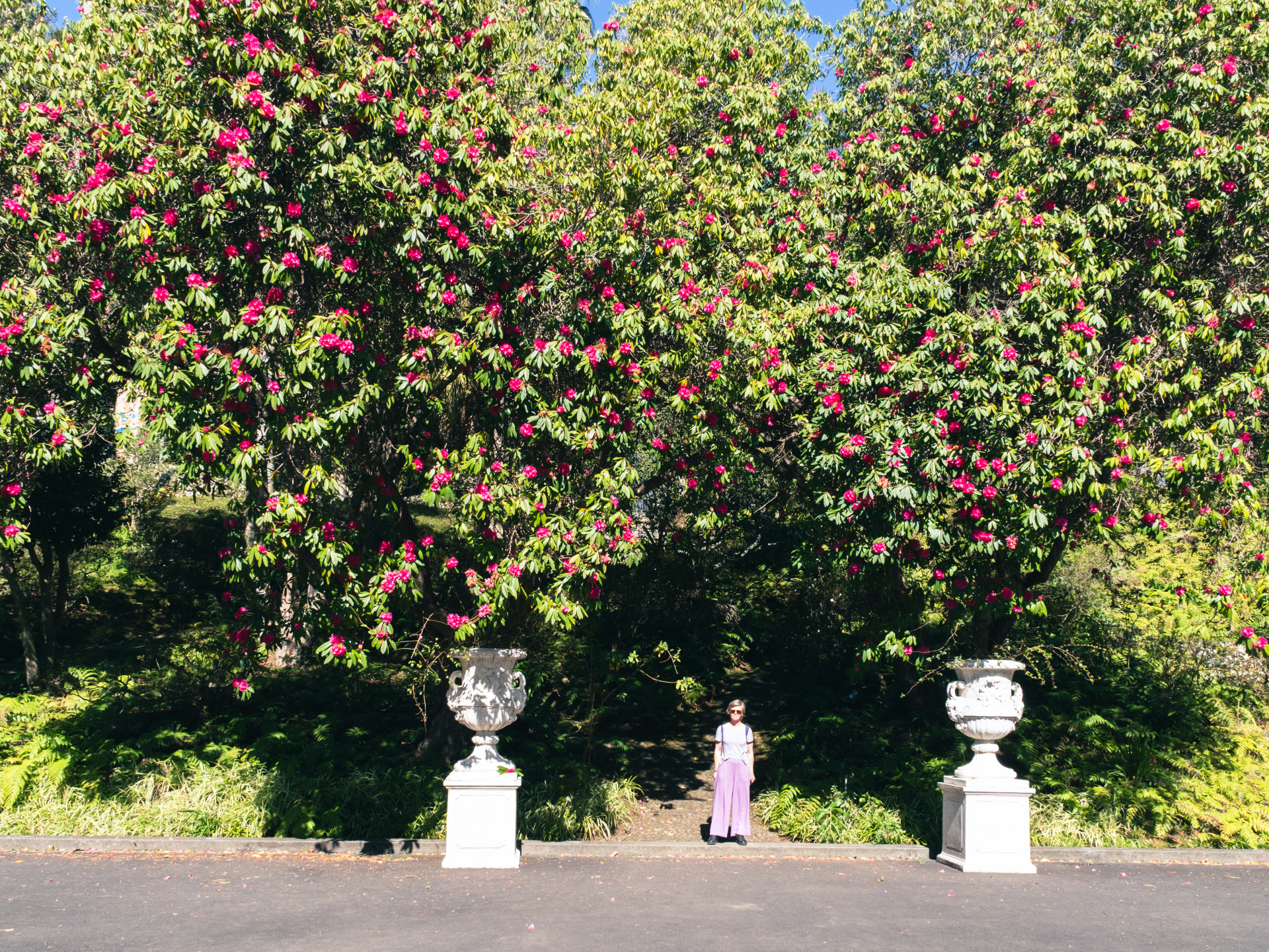 Blooming Rhododendrons (Rhododendron sp.) at Monte Palace