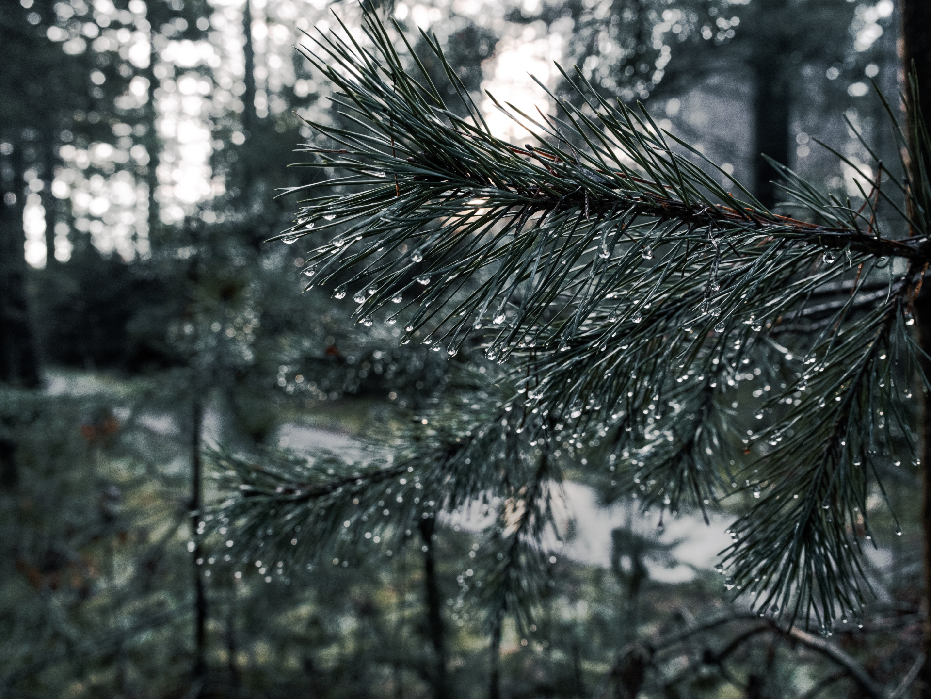 Winter Dew on Pine Needles