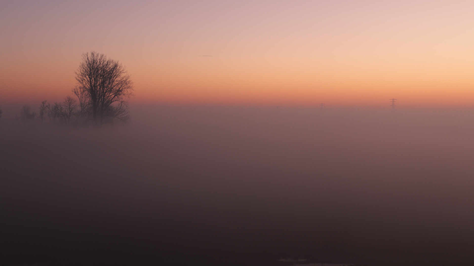 Winter Dawn: Bare Deciduous Trees in Ethereal Fog