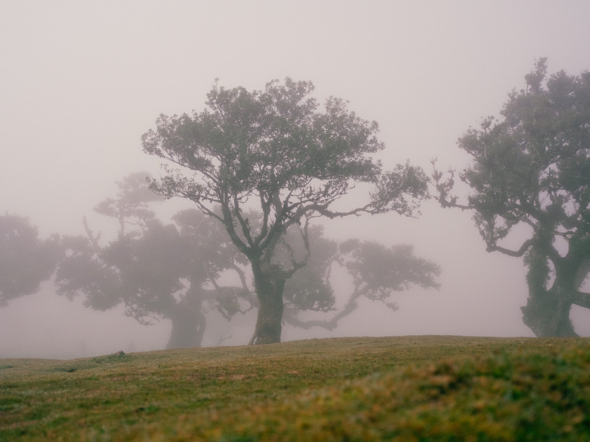 Ancient Til Trees (Ocotea foetens) in Fanal Forest Fog