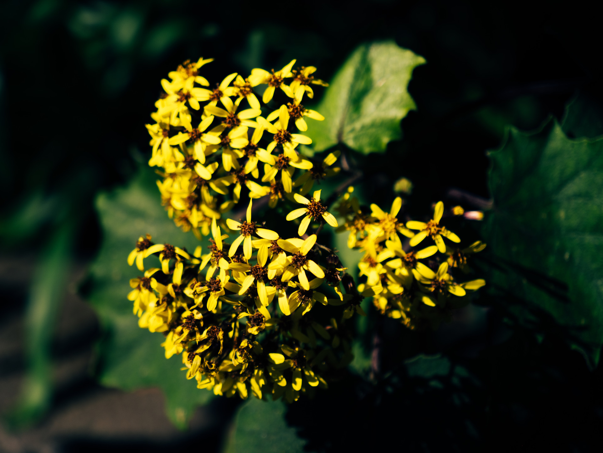 Creeping Groundsel (Senecio angulatus) in Madeira